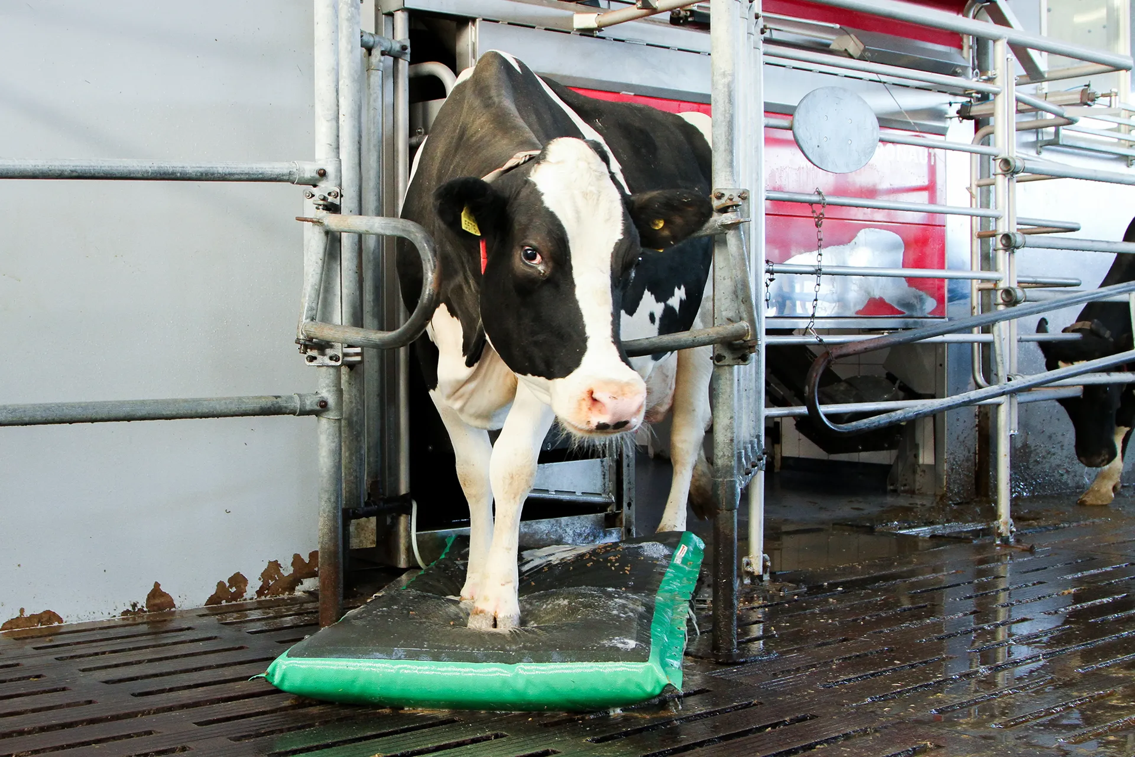 AutoHoofClean cow mat