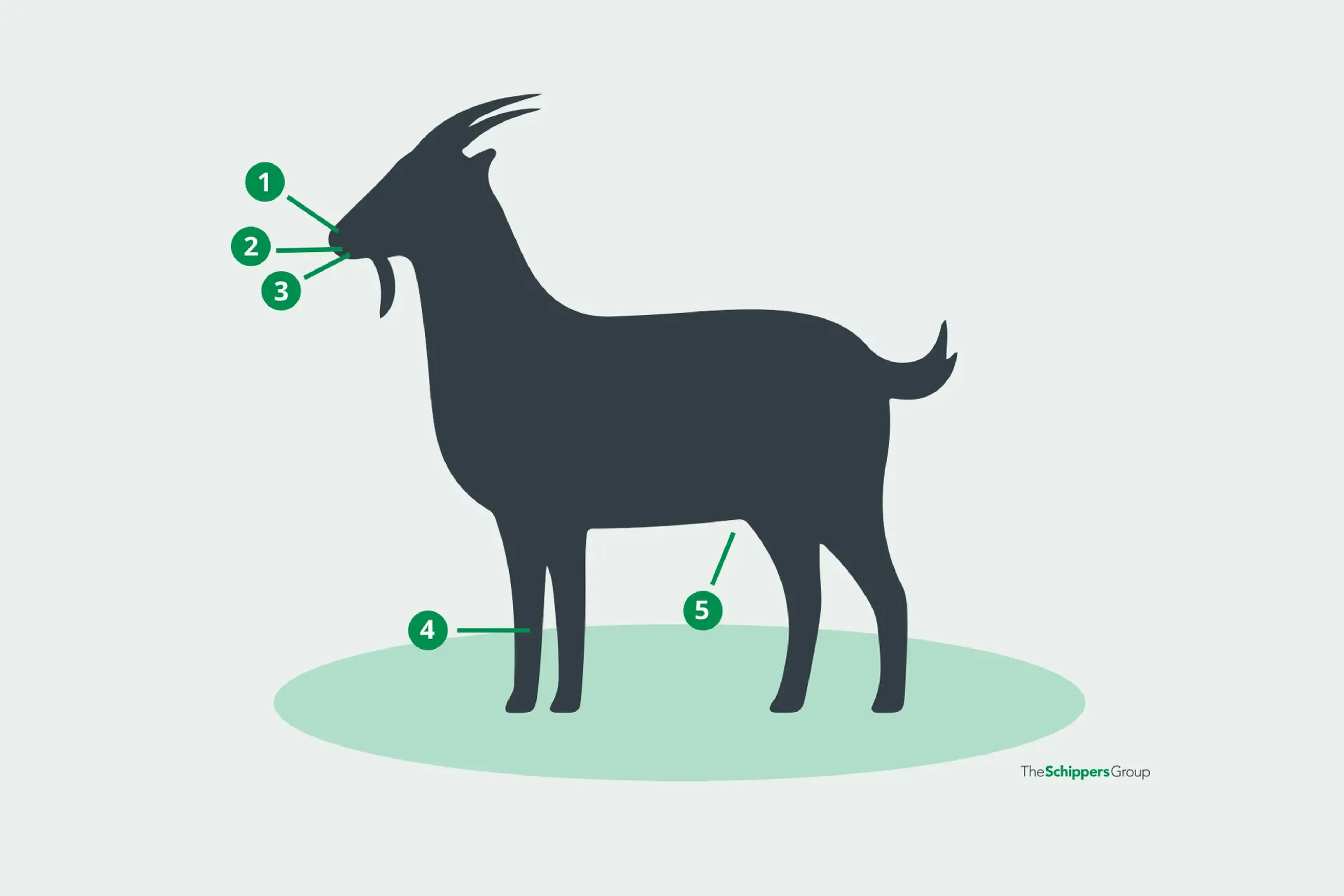 heat stress - symptoms-goat