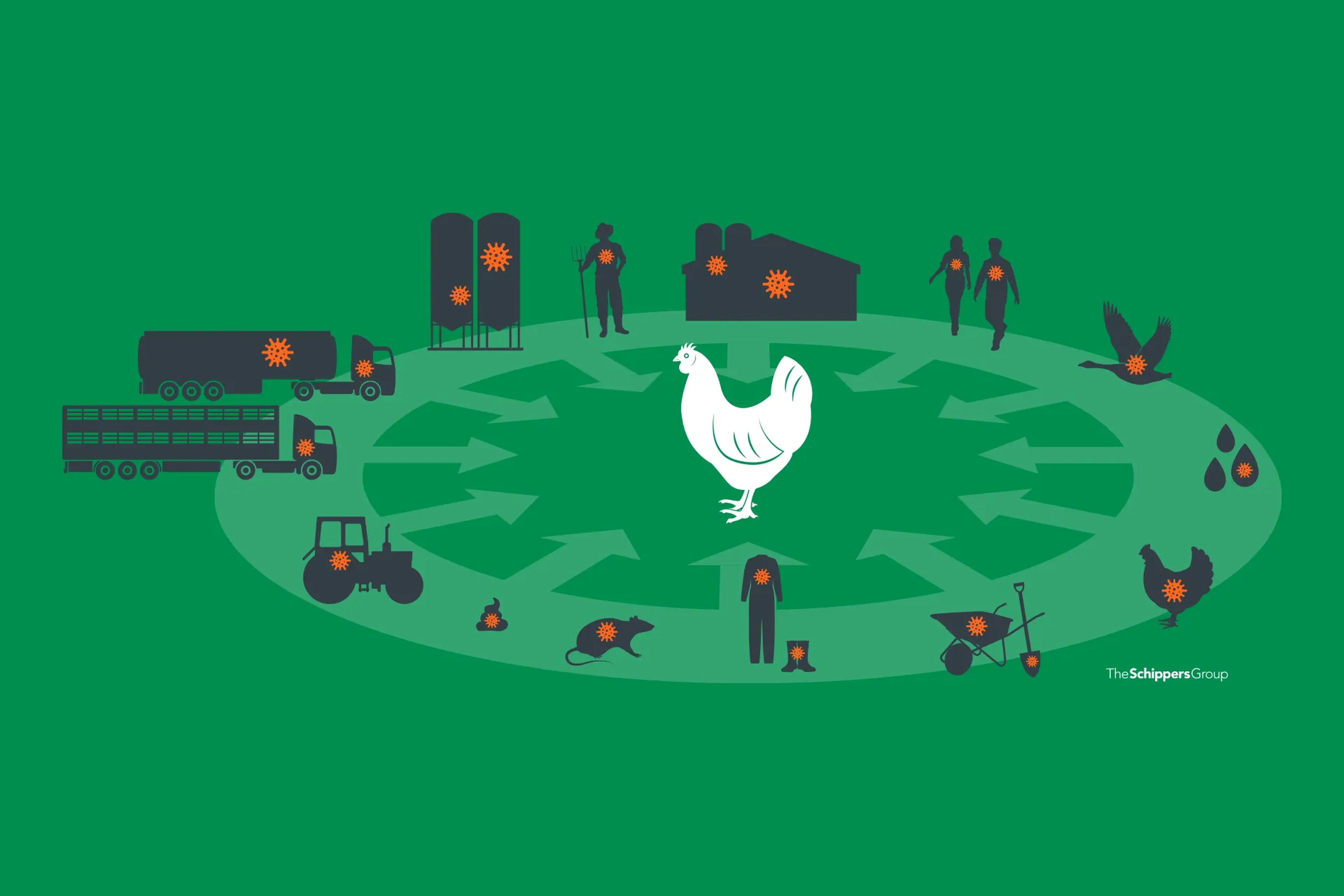 Poultry spreading transmission virus