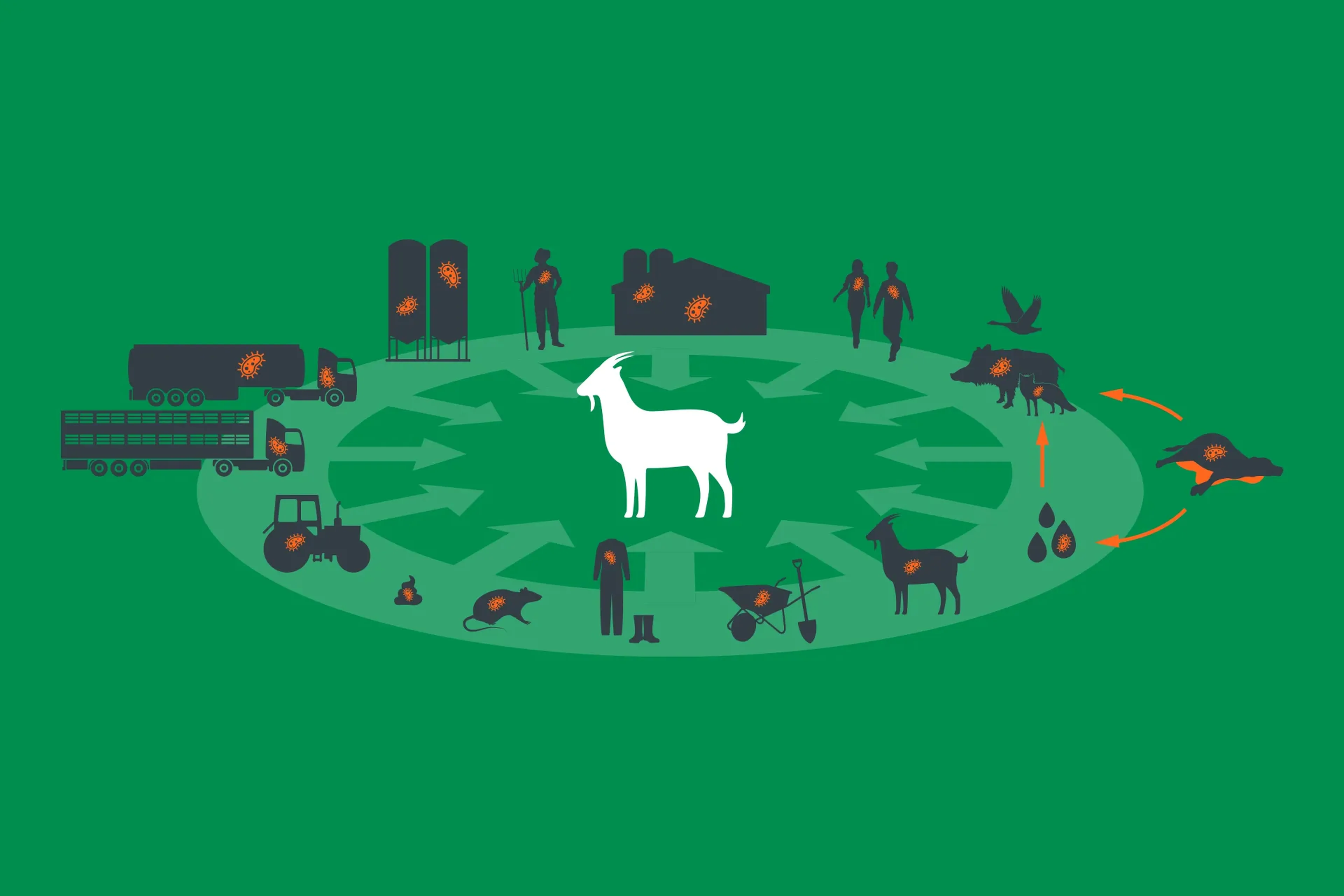 Joint inflammation -goats-bacteria