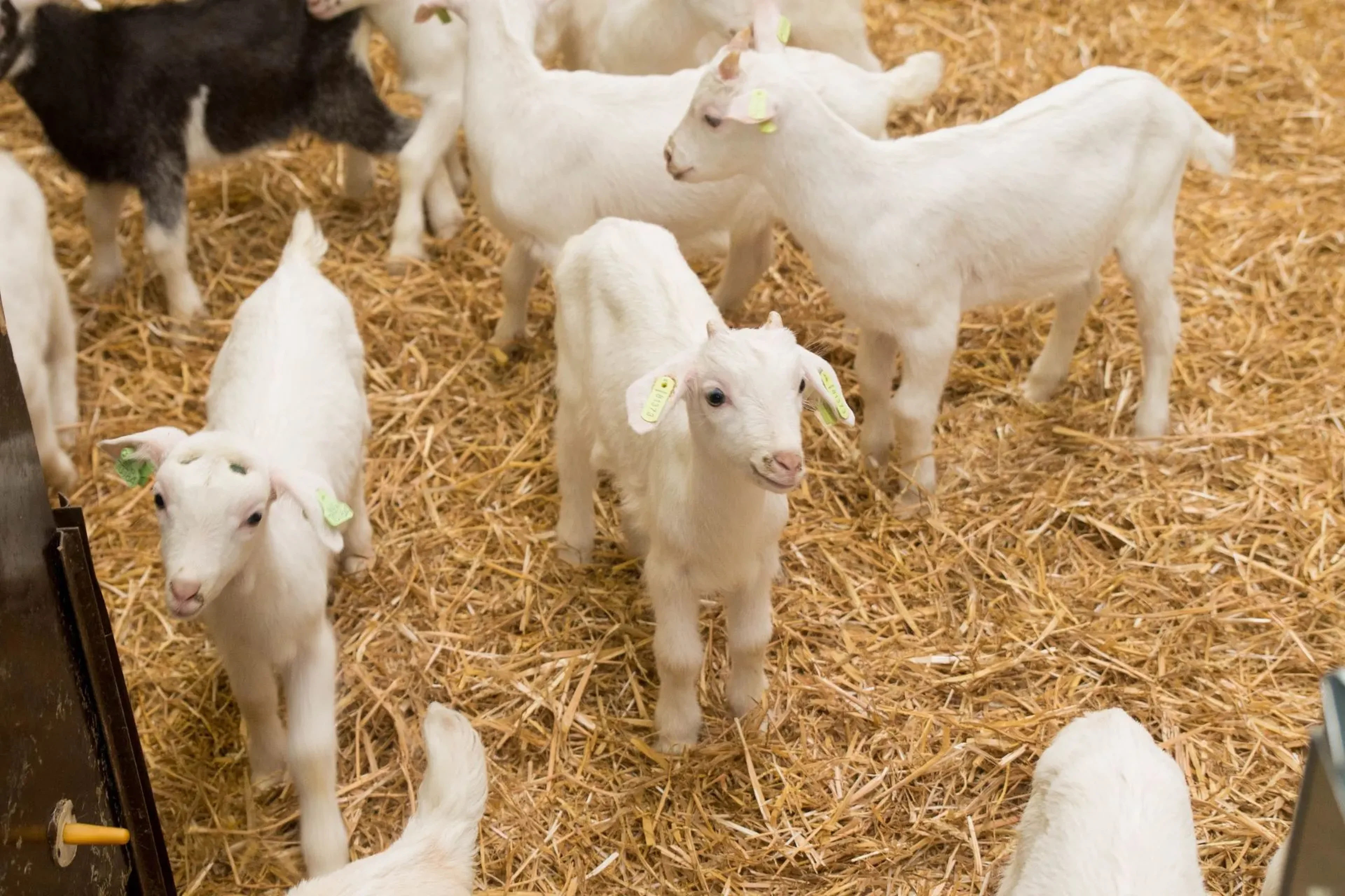 Goats - Joint inflammation