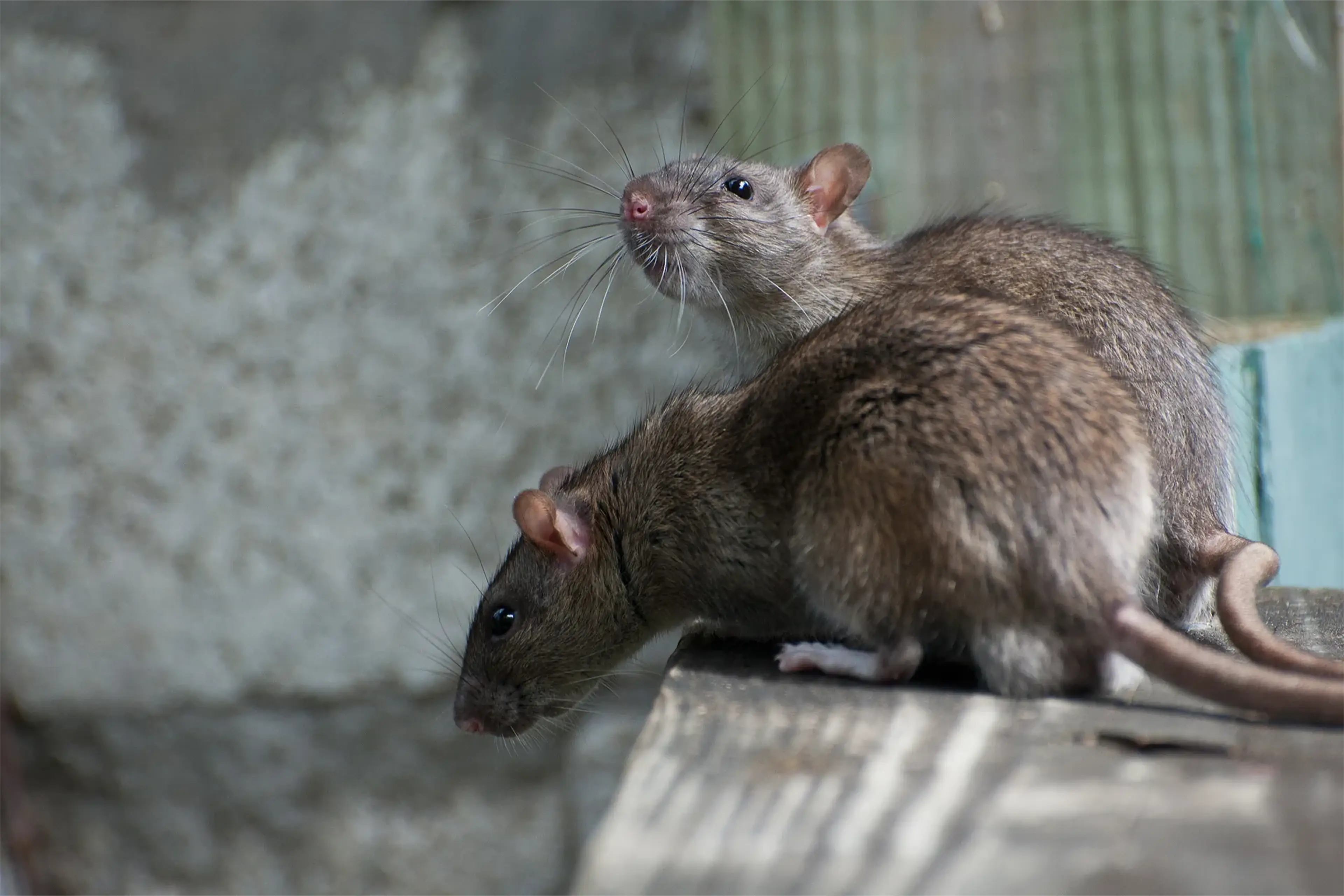 Rats and Mice control Certificate