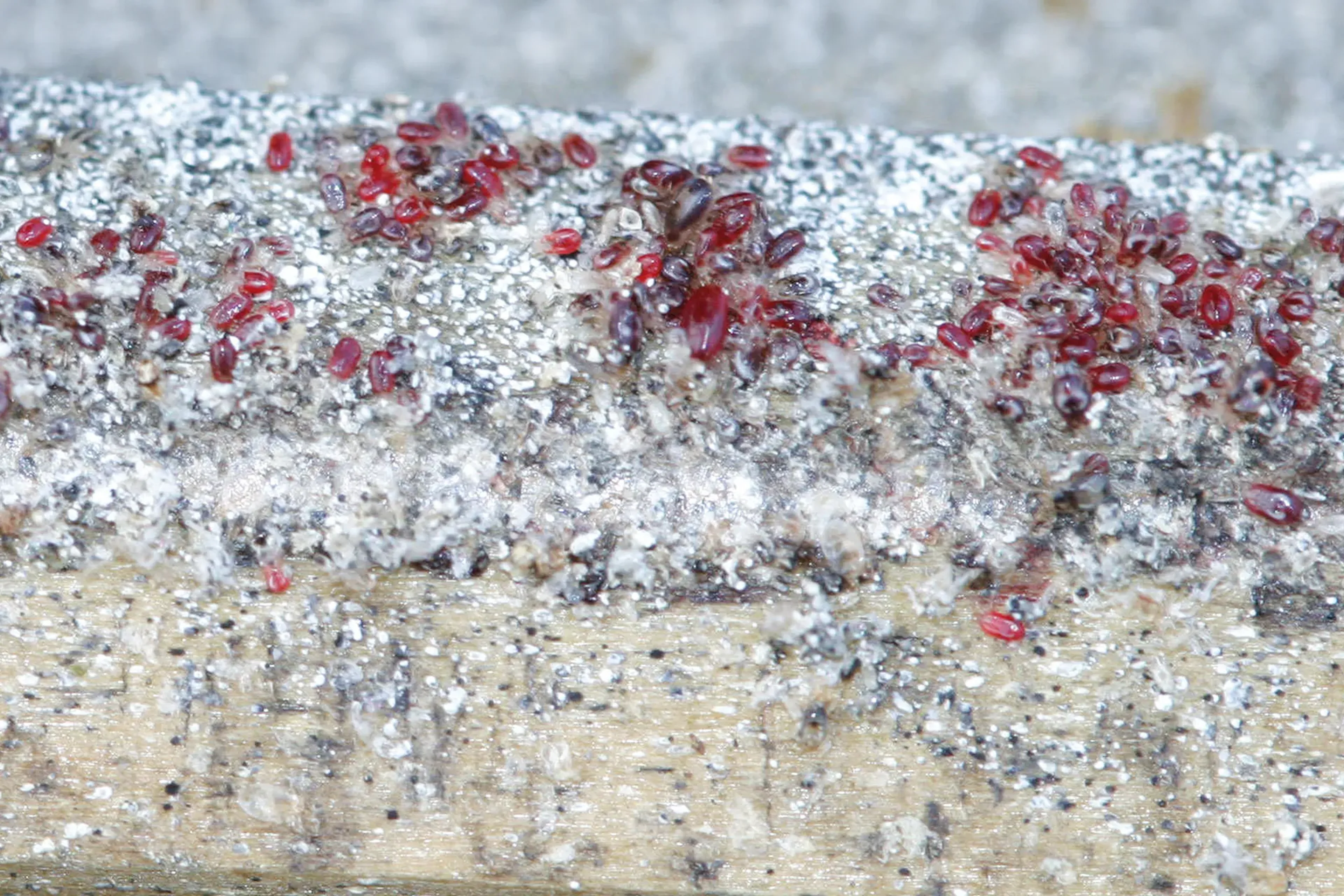 Rote Vogelmilbe