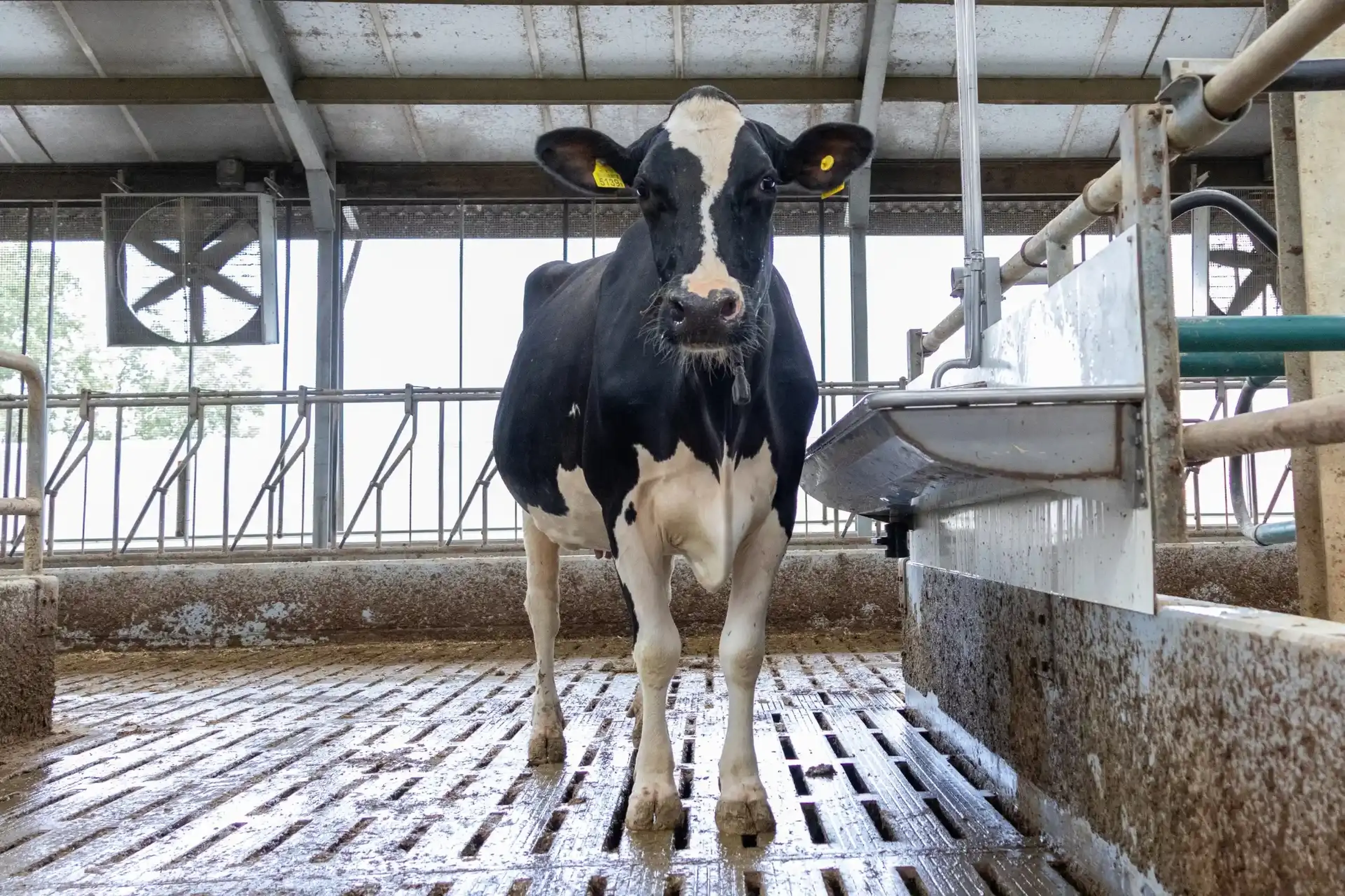 ms drinking trough cattle water supply