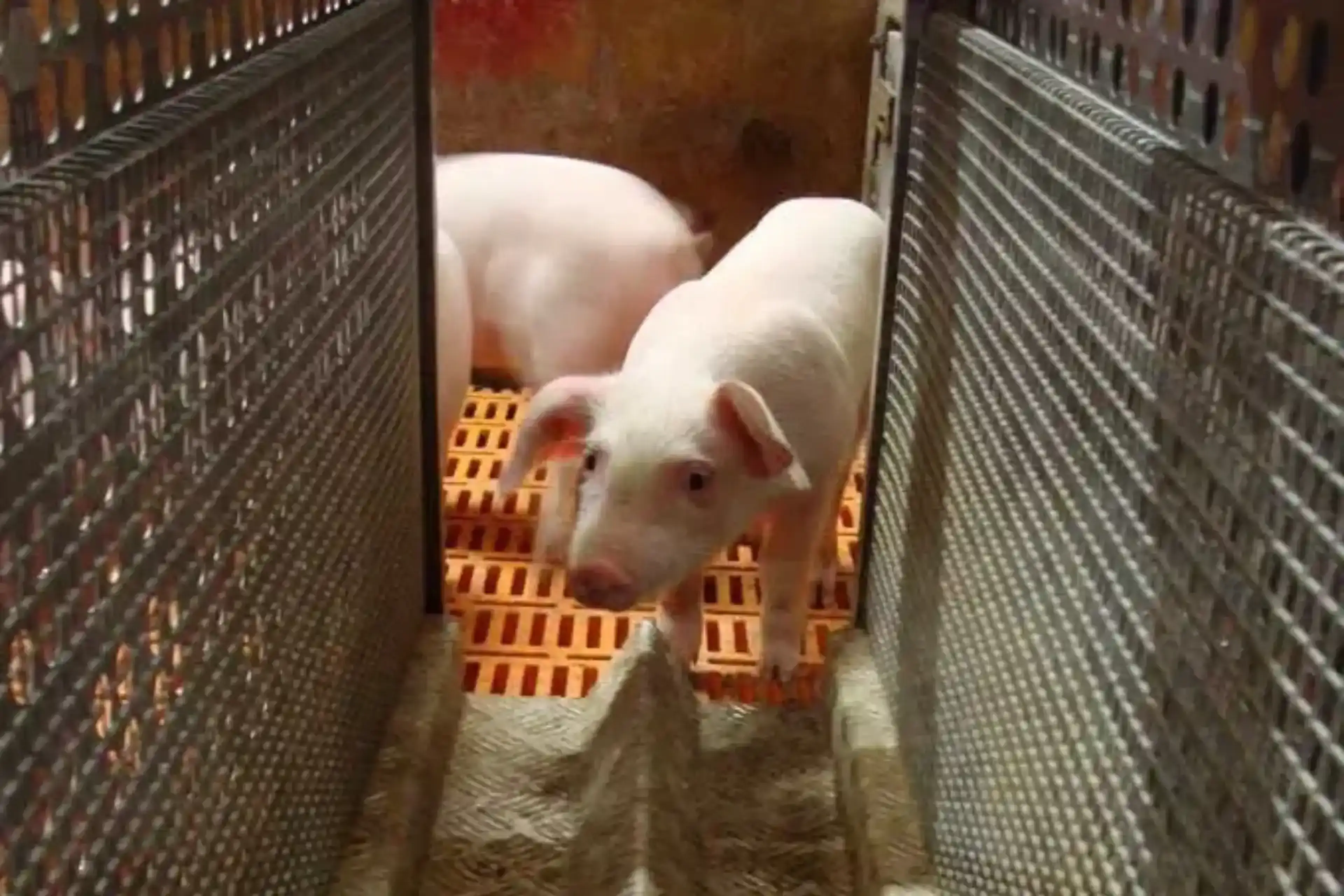 weighing scale piglets pigscale