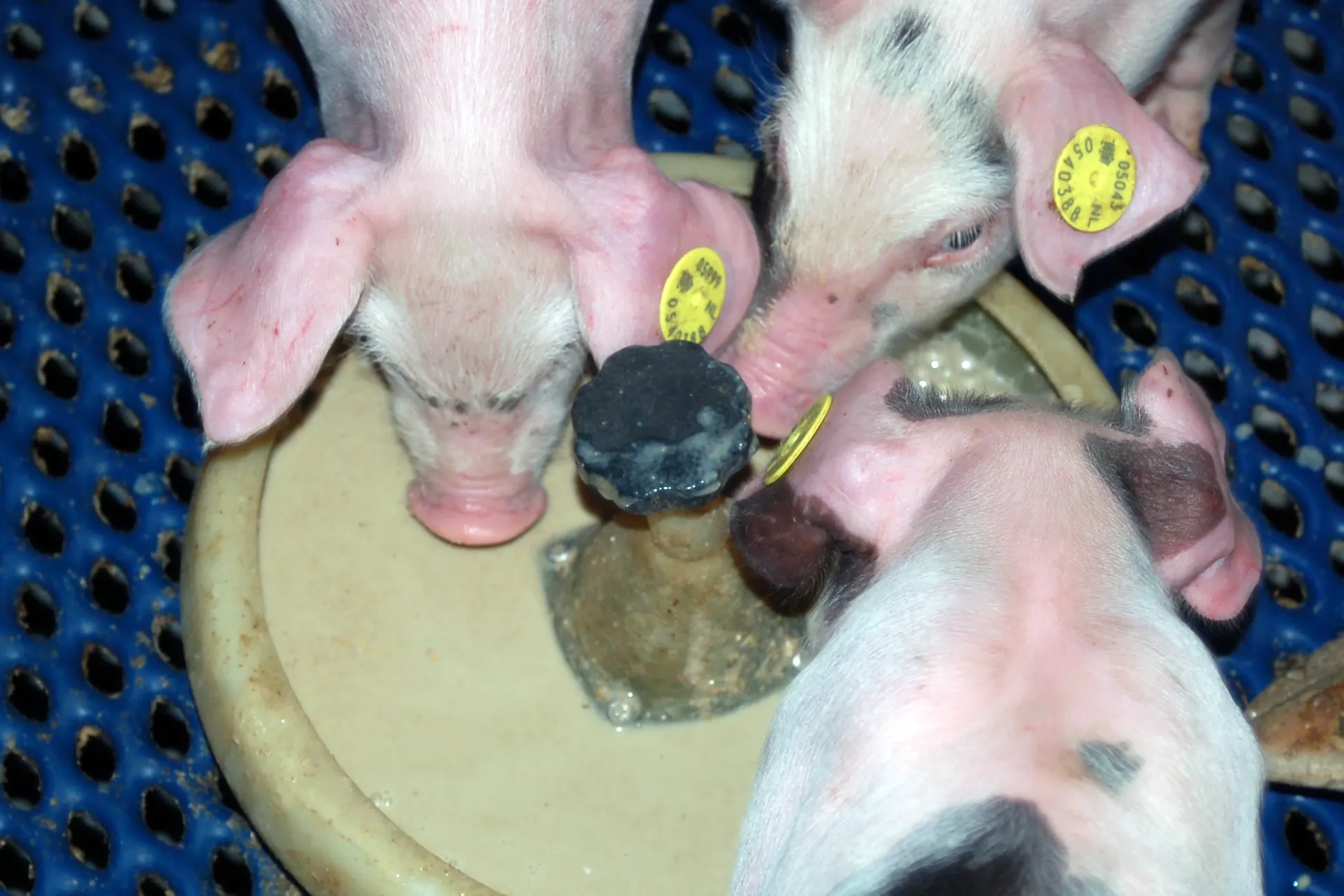 MS WetFeed pigs