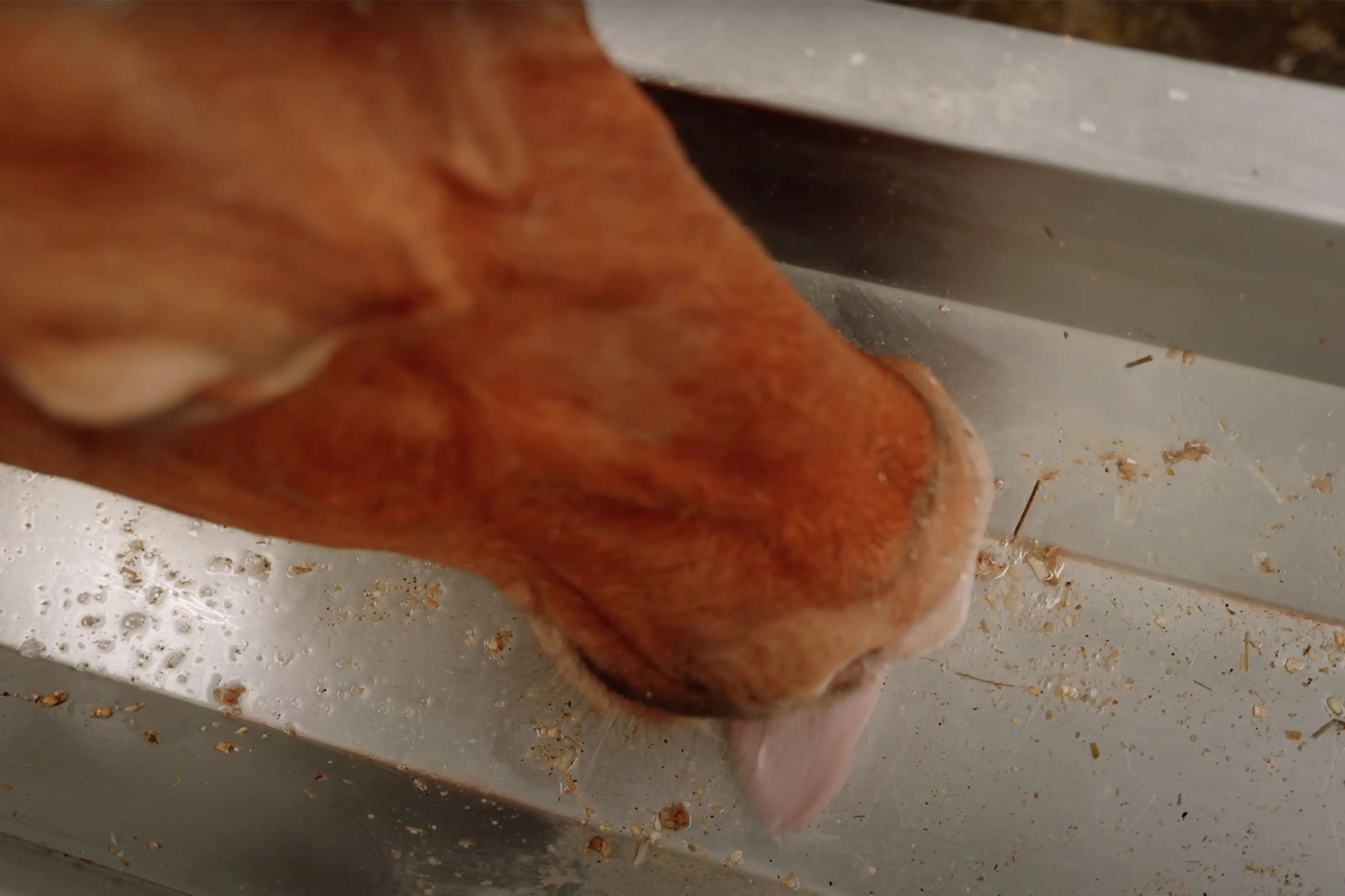 MS CleanLick System