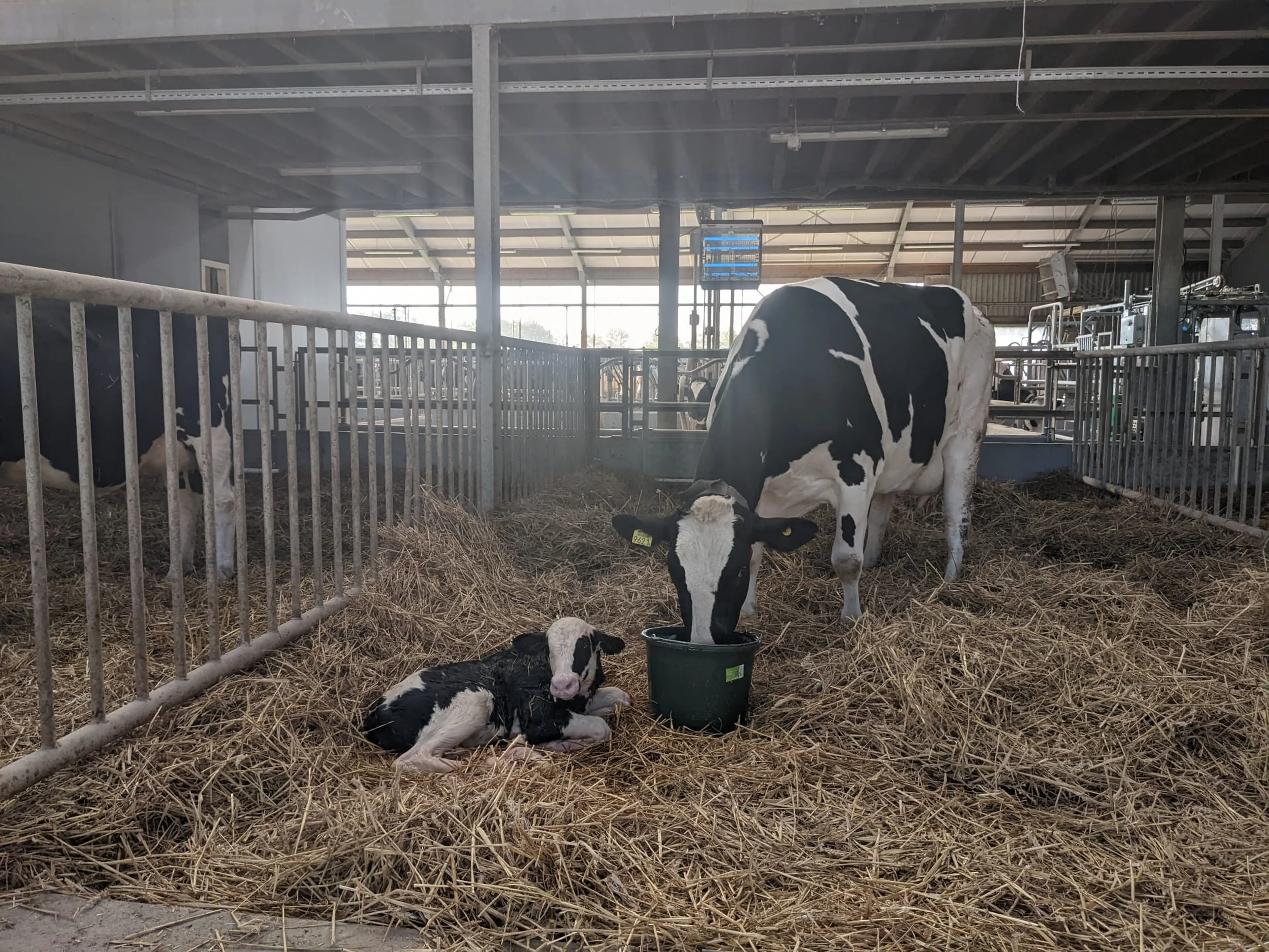 Cow drinking after calving