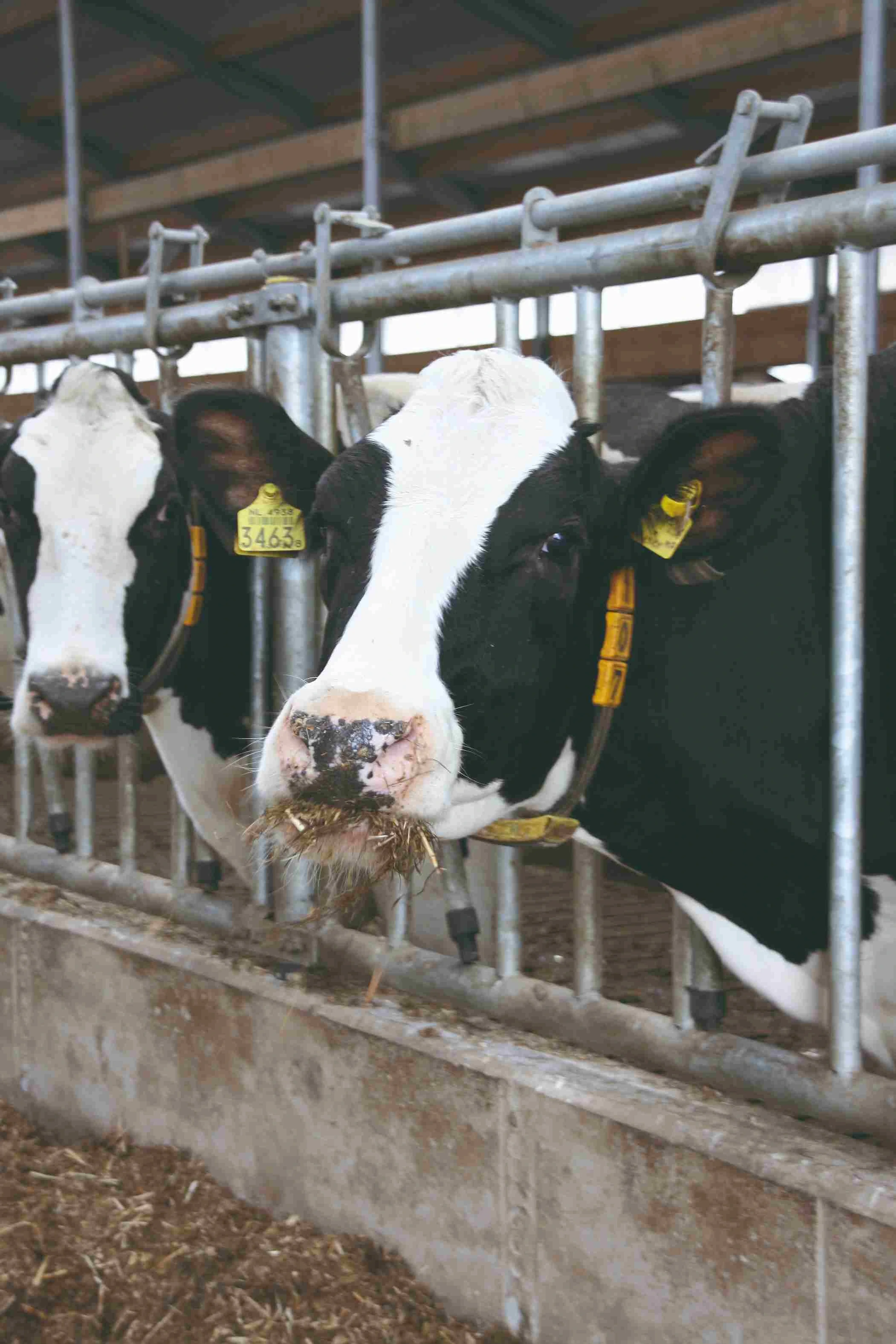 Cow-feedhygiene