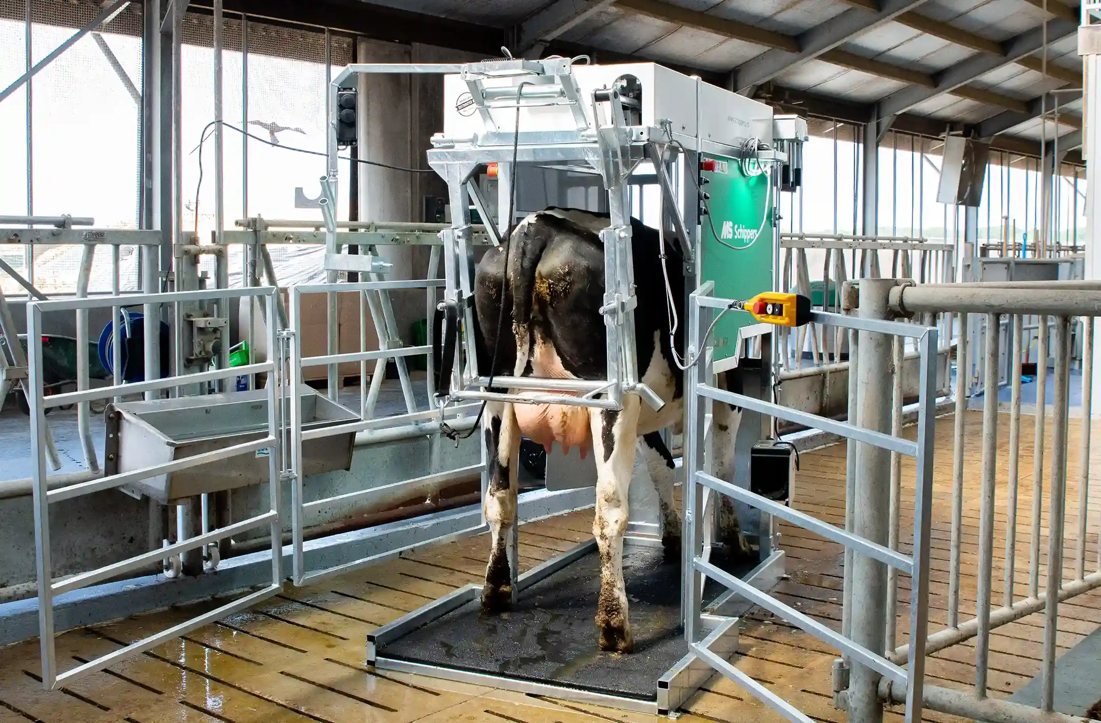 Size of hoof trimming chute with cow