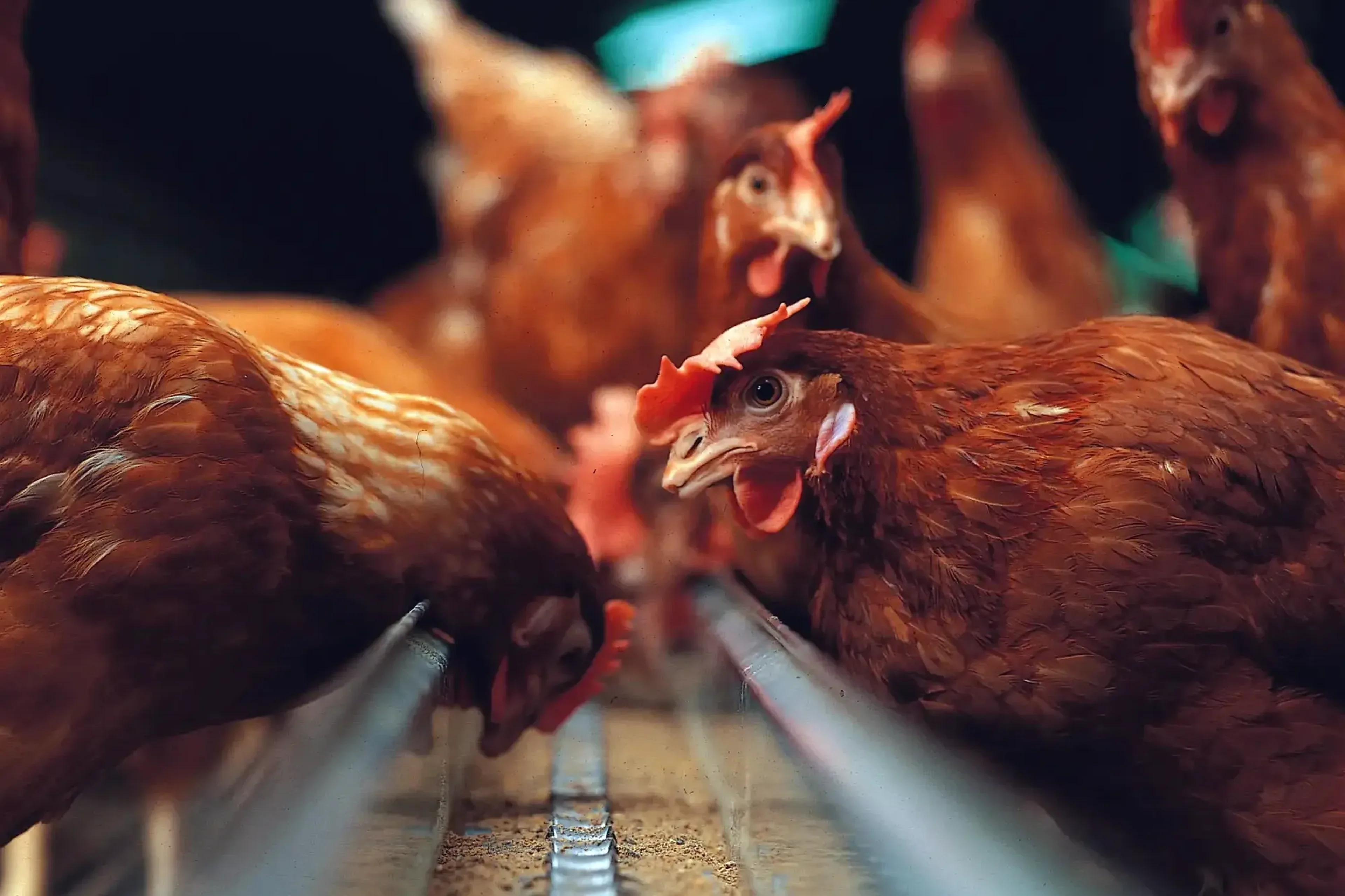 Laying hens feed