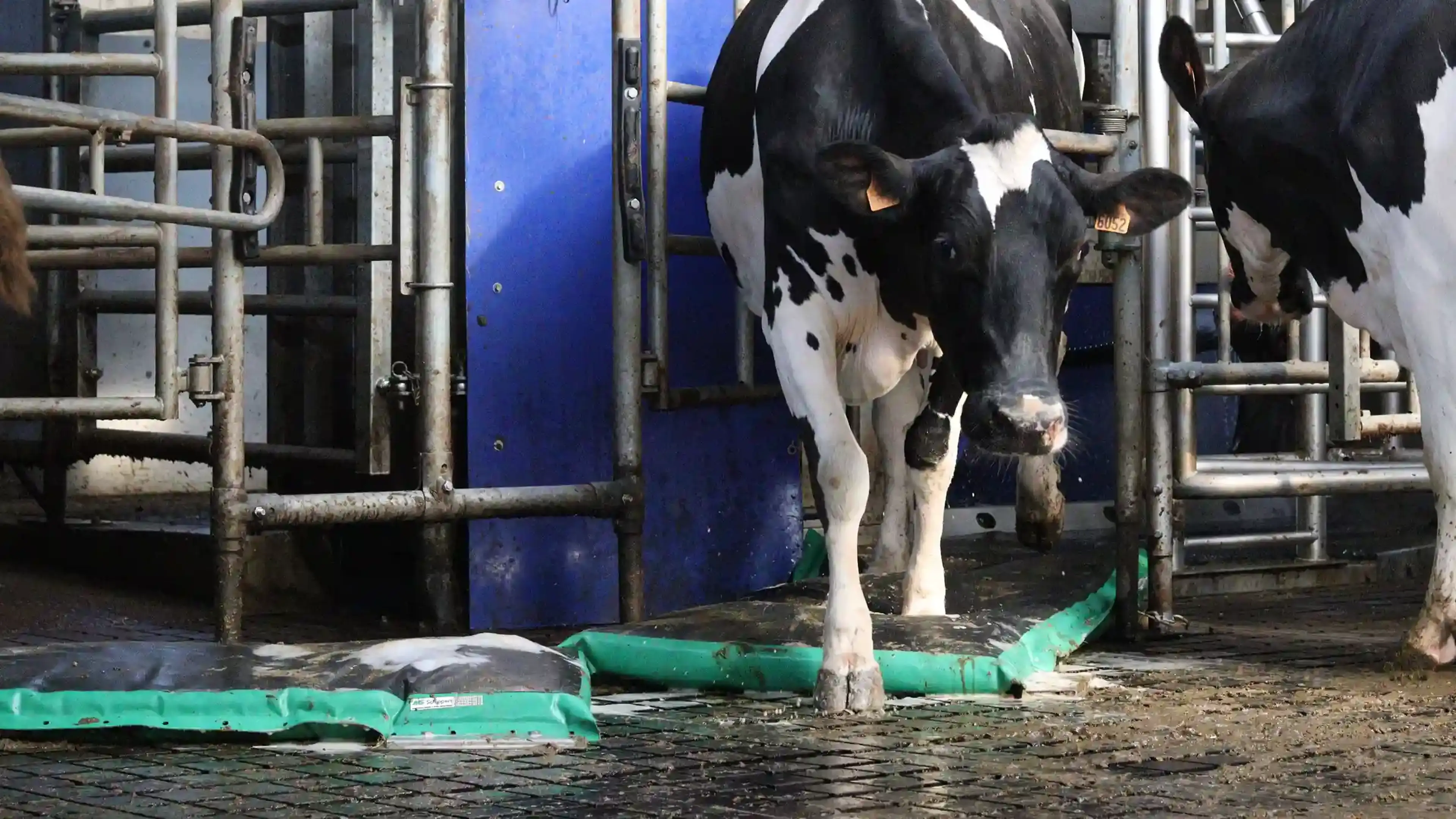 AutoHoofClean header milkrobot