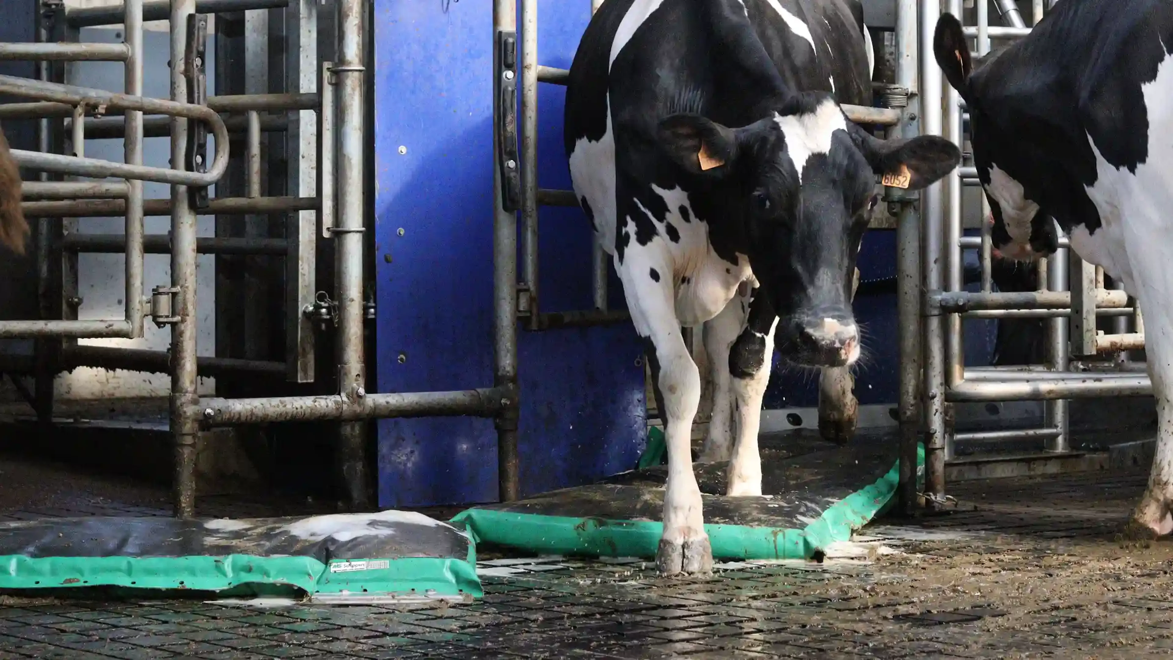 AutoHoofClean header milkrobot