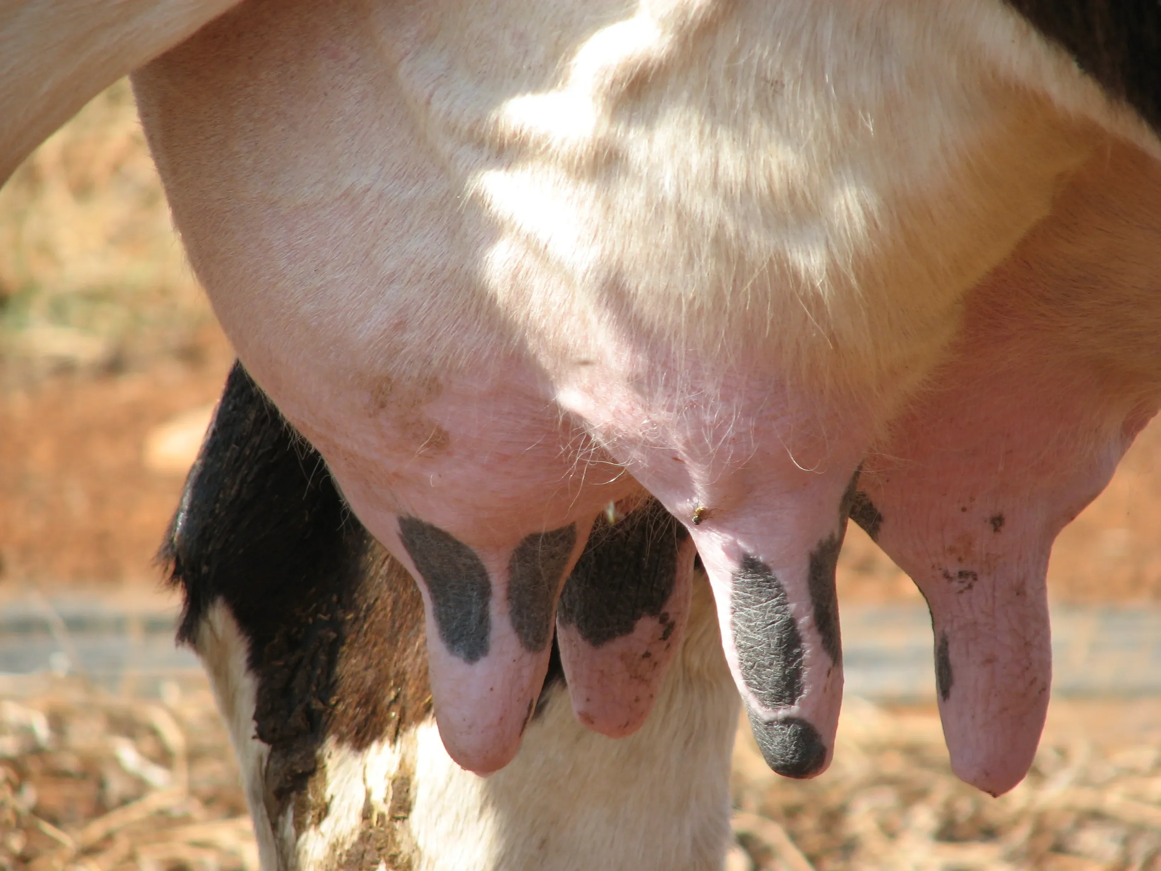 Udder care cow - aktivpuls