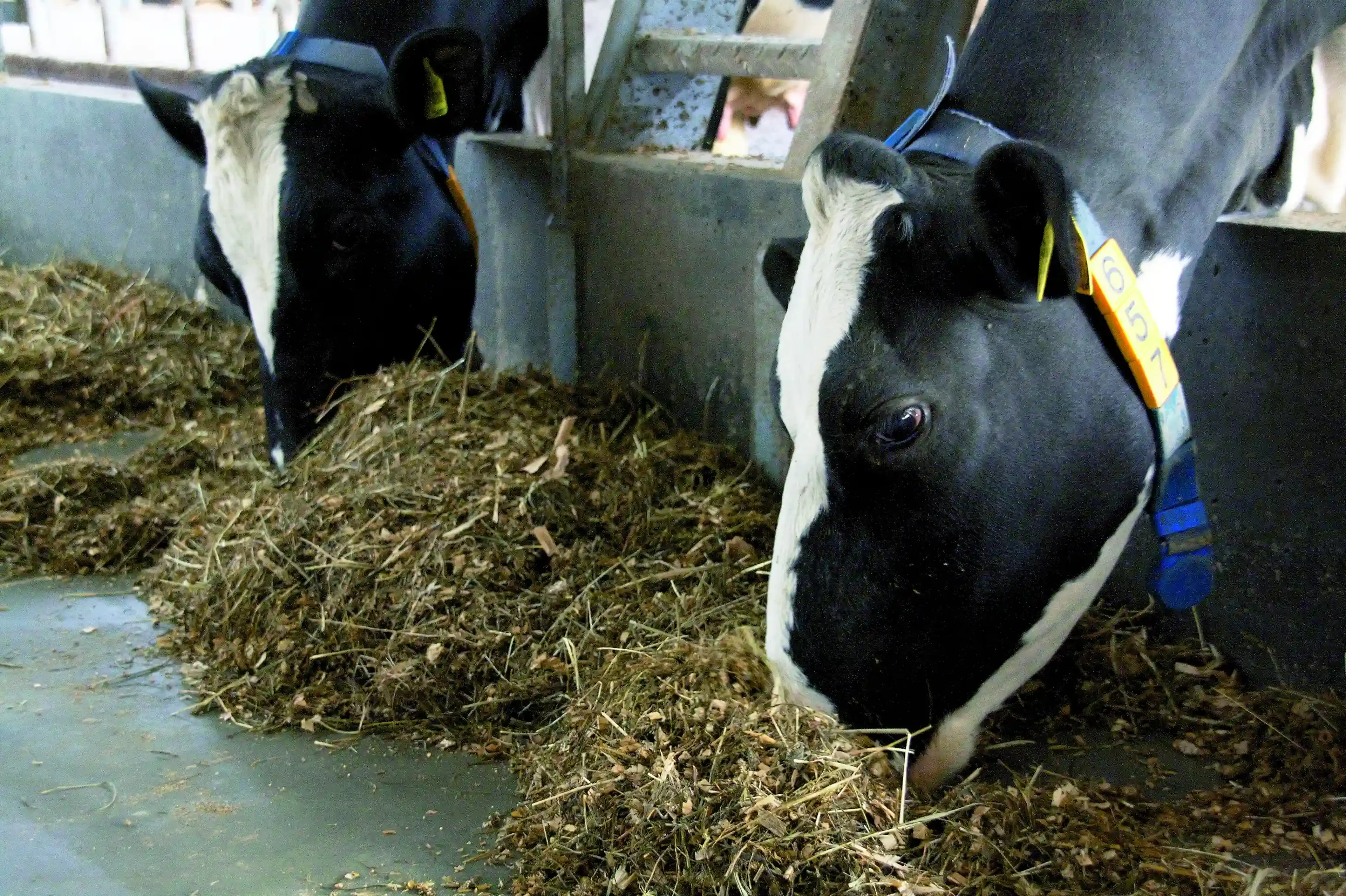 MS WetFeed cow feed alley