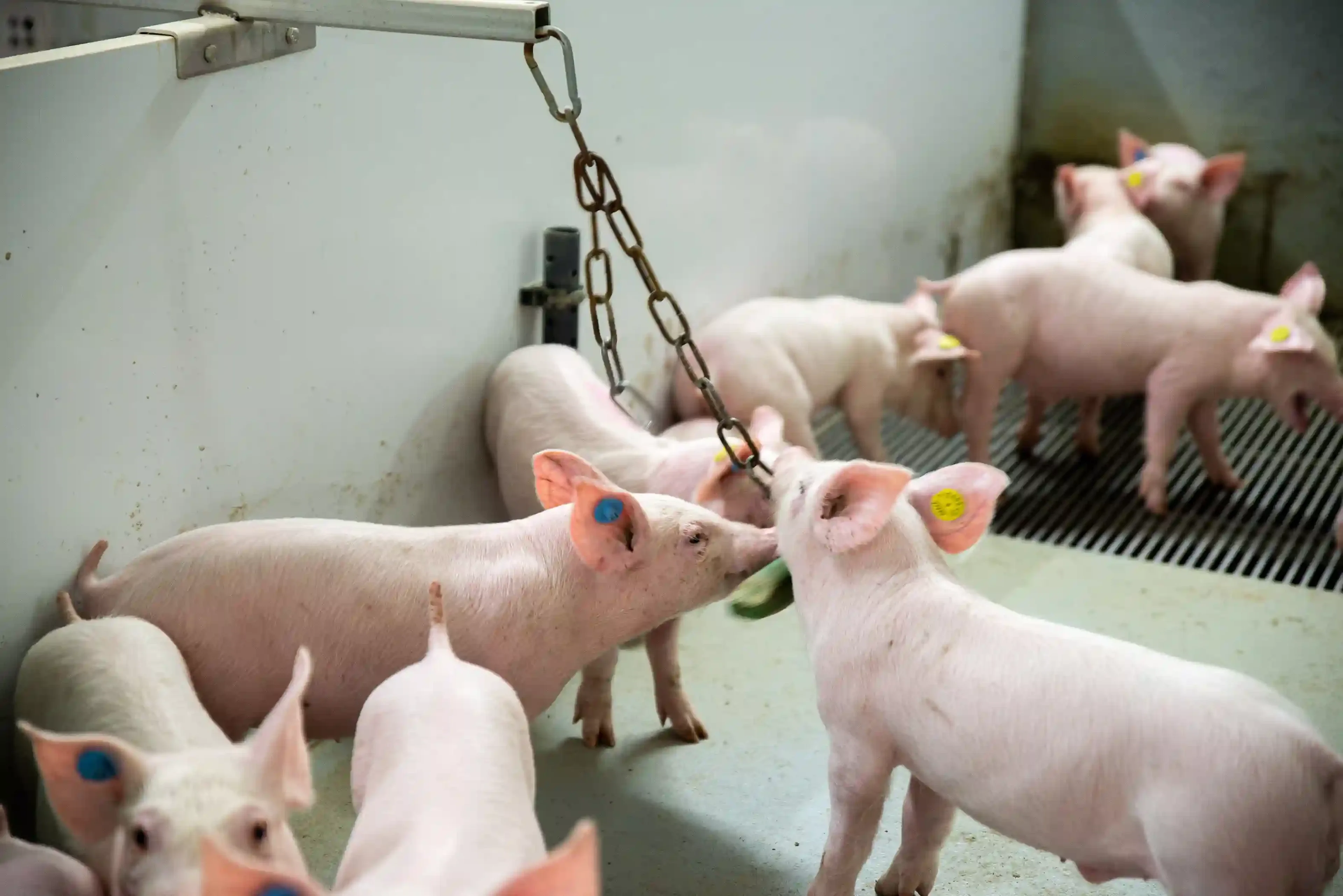Pigs play material chain