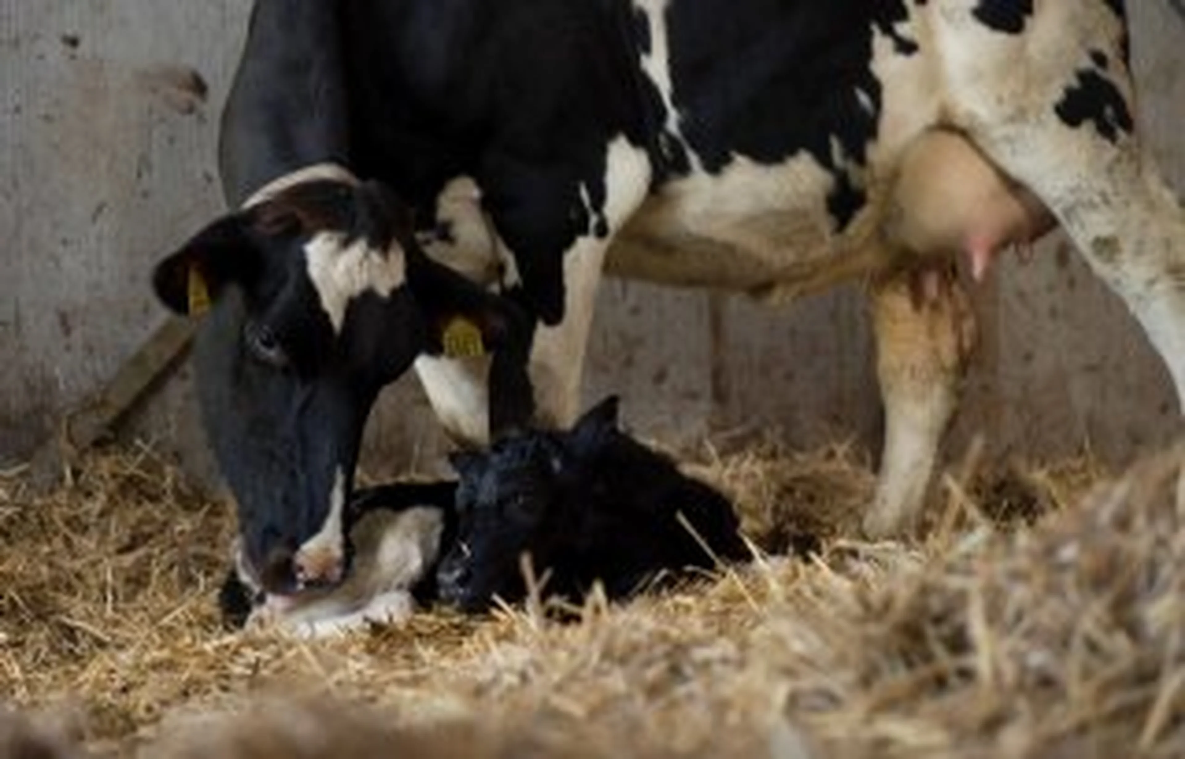 Keep high-risk animals indoors