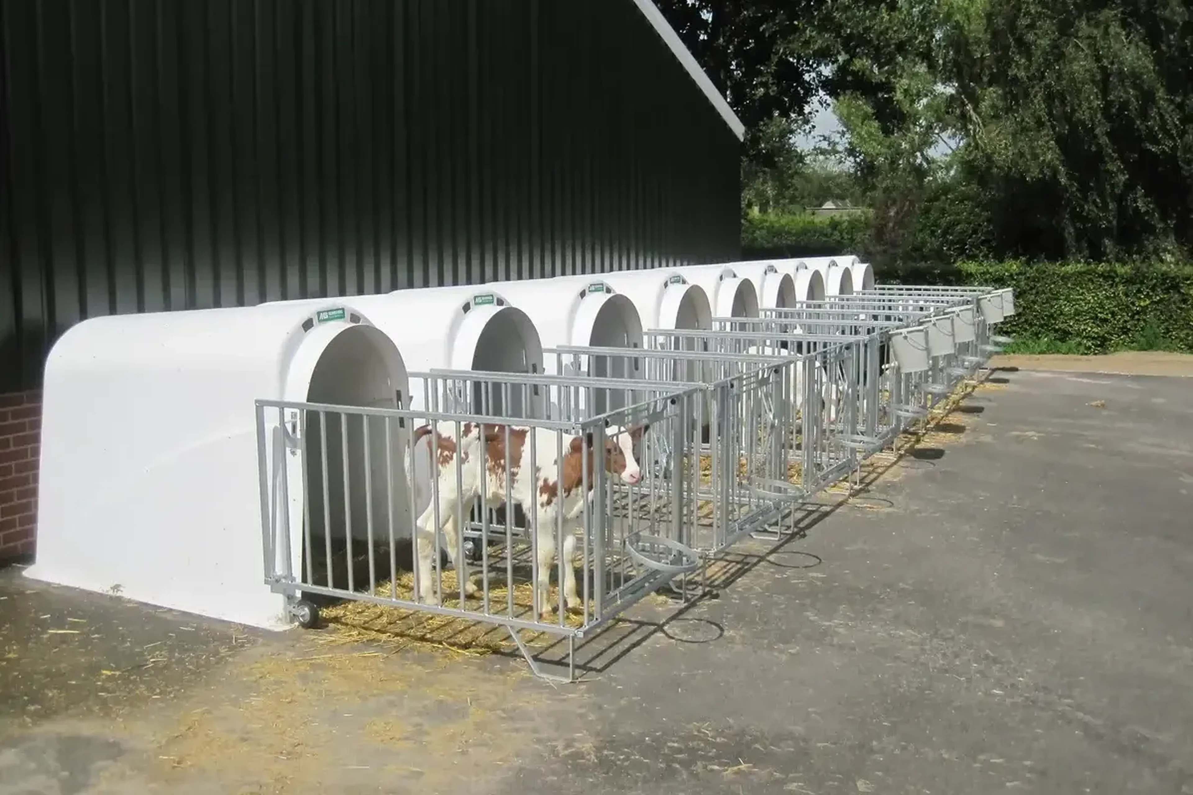 Outside individual housing calf_jean