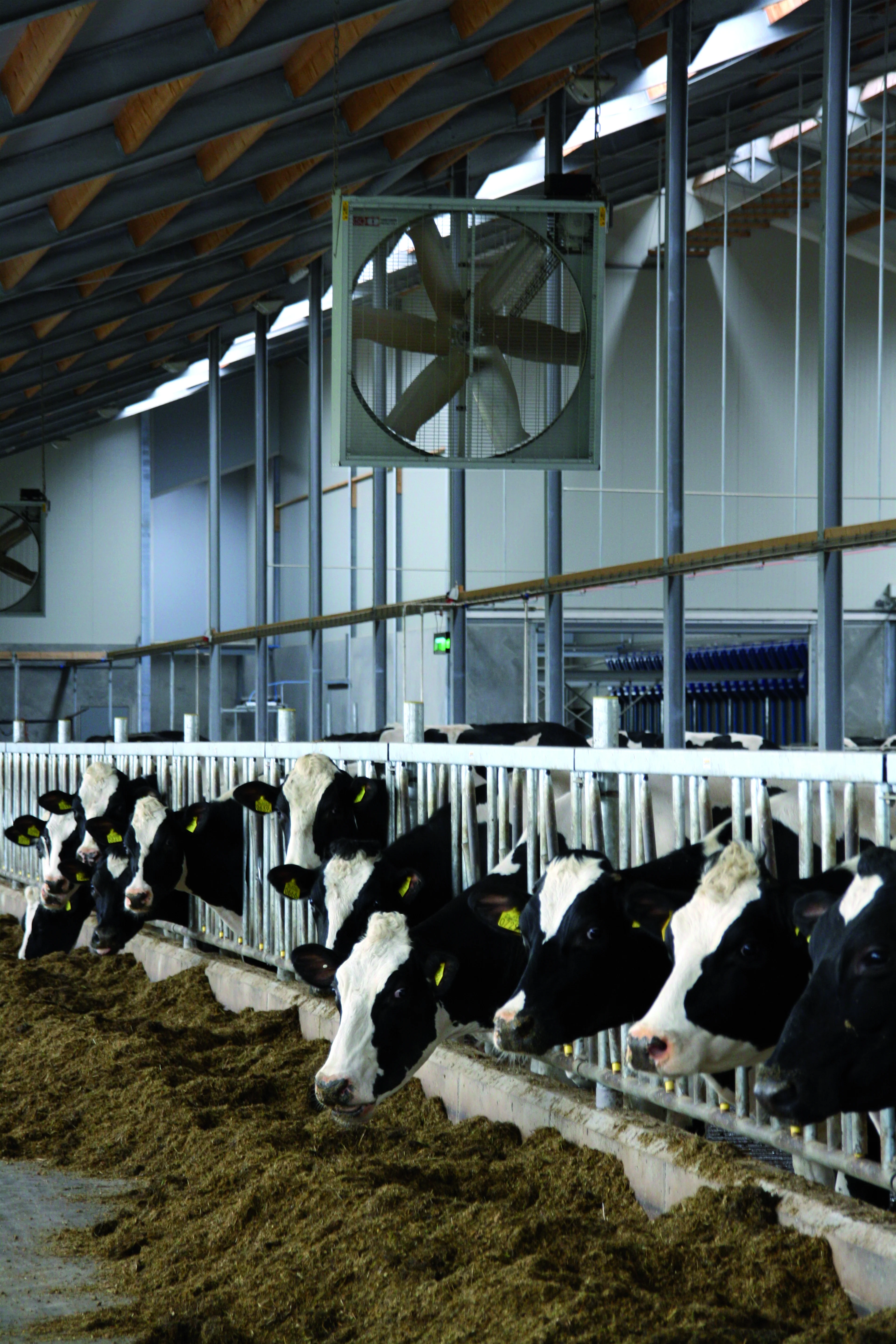 Feed alley ventilation in cattle farm