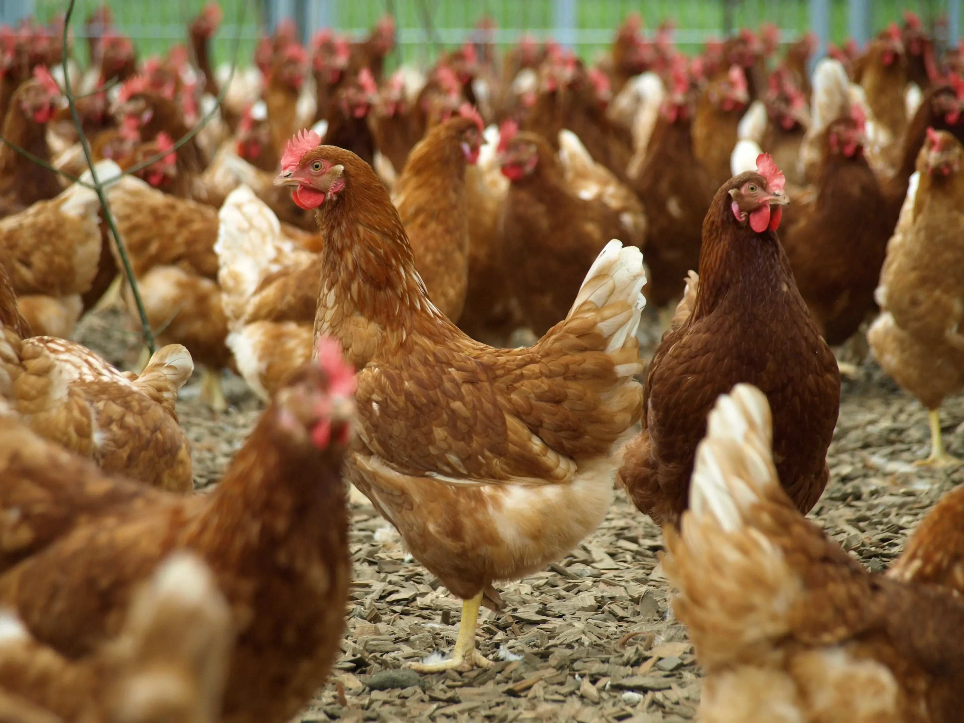 Laying hens outside