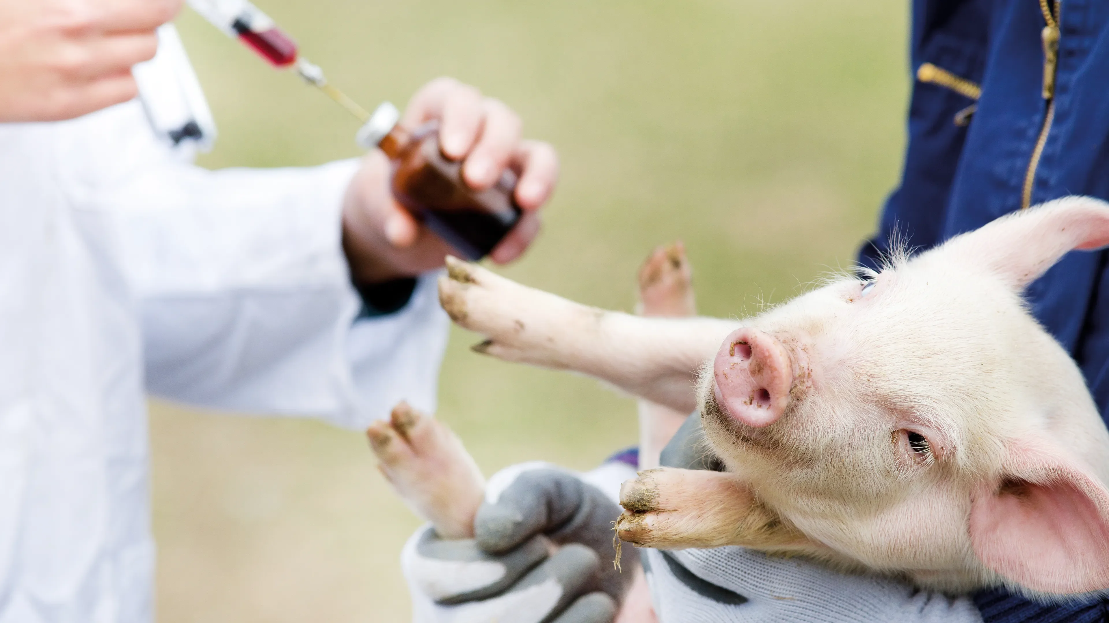 Pig getting injection while being hold by someone