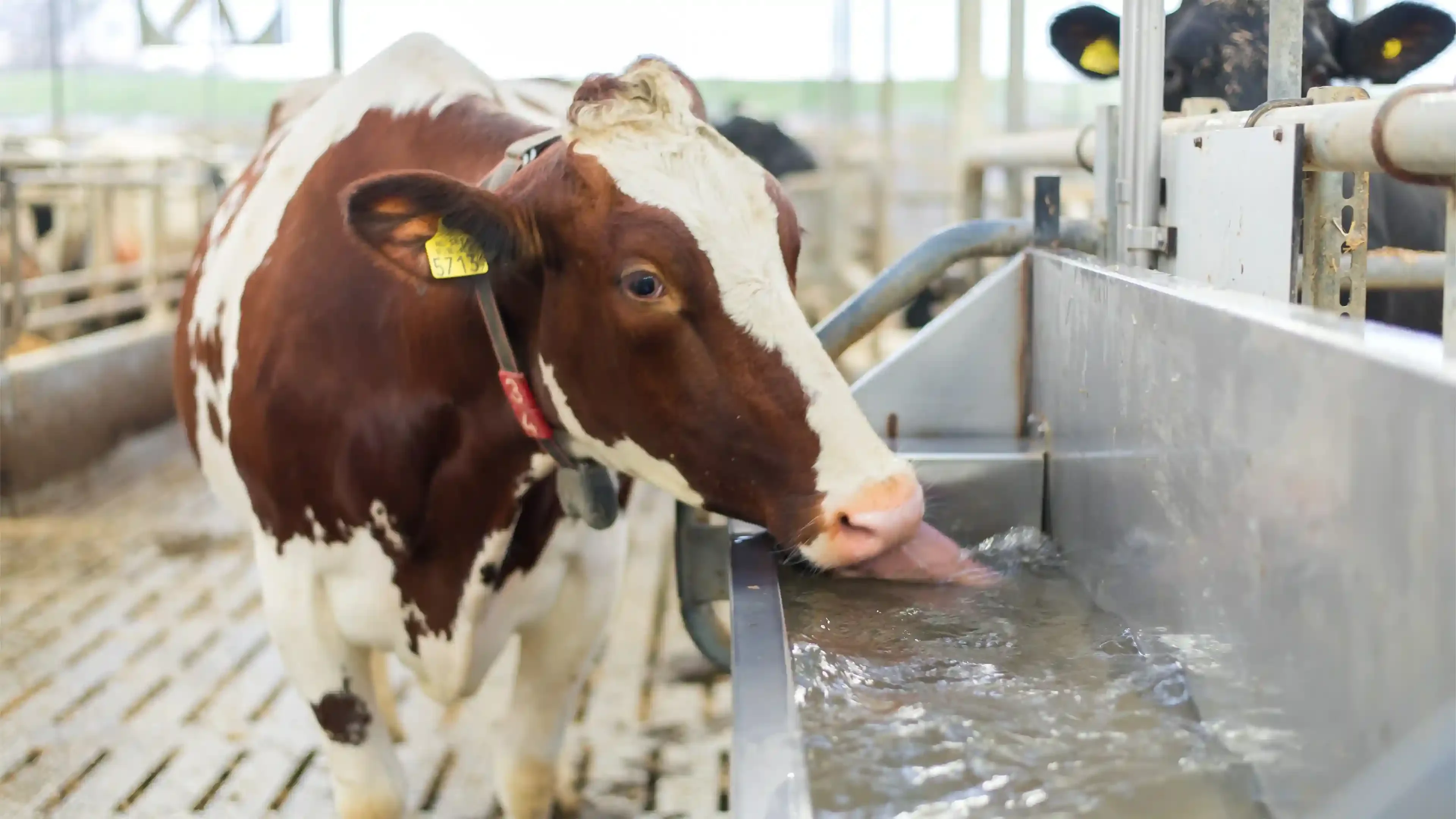 Cow drinking water