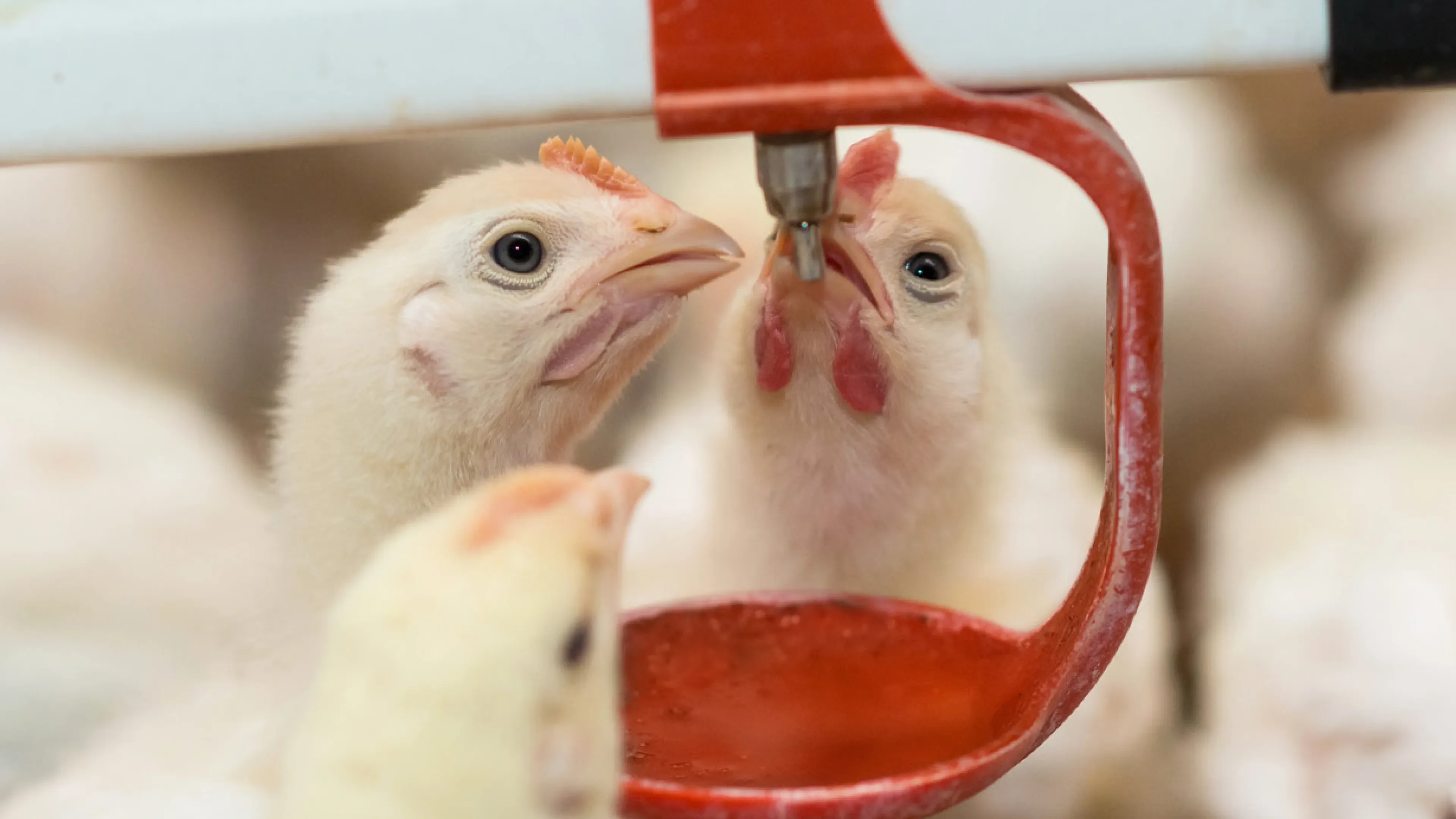 Coccidiosis poultry chicken