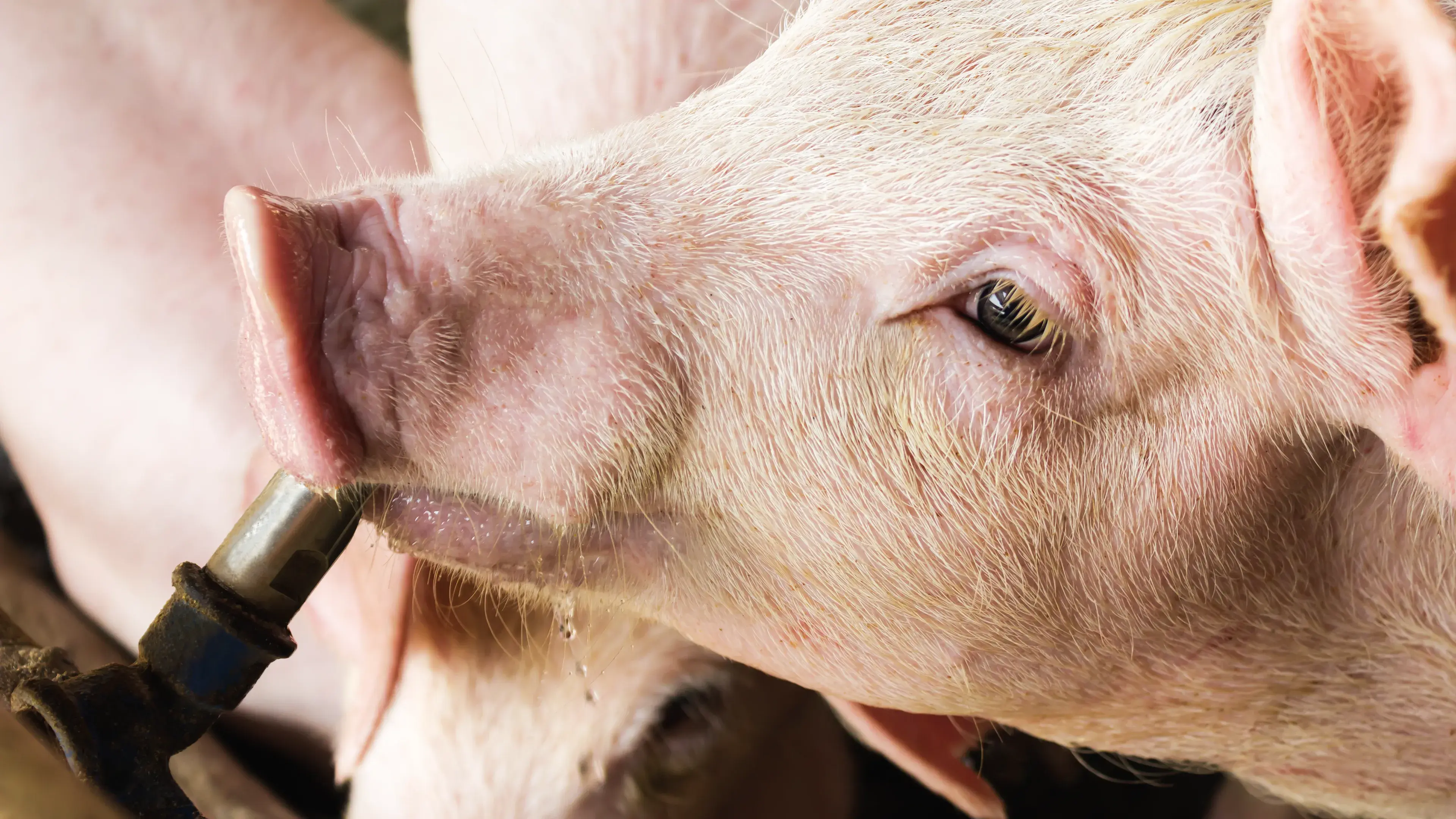 Organic acids for good balance in pigs