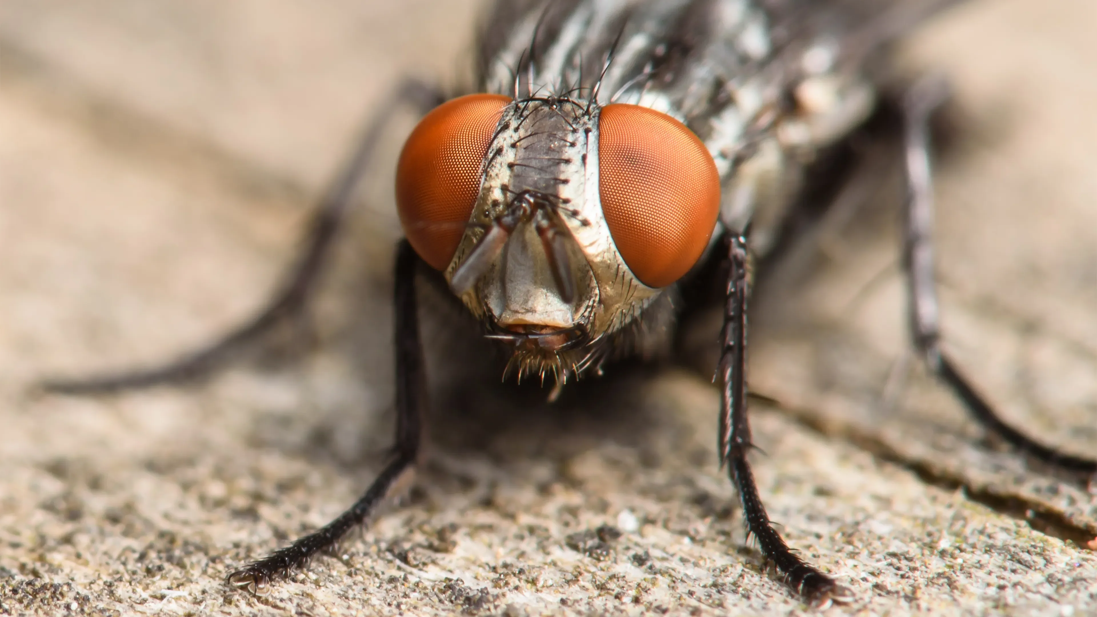 Magnified fly