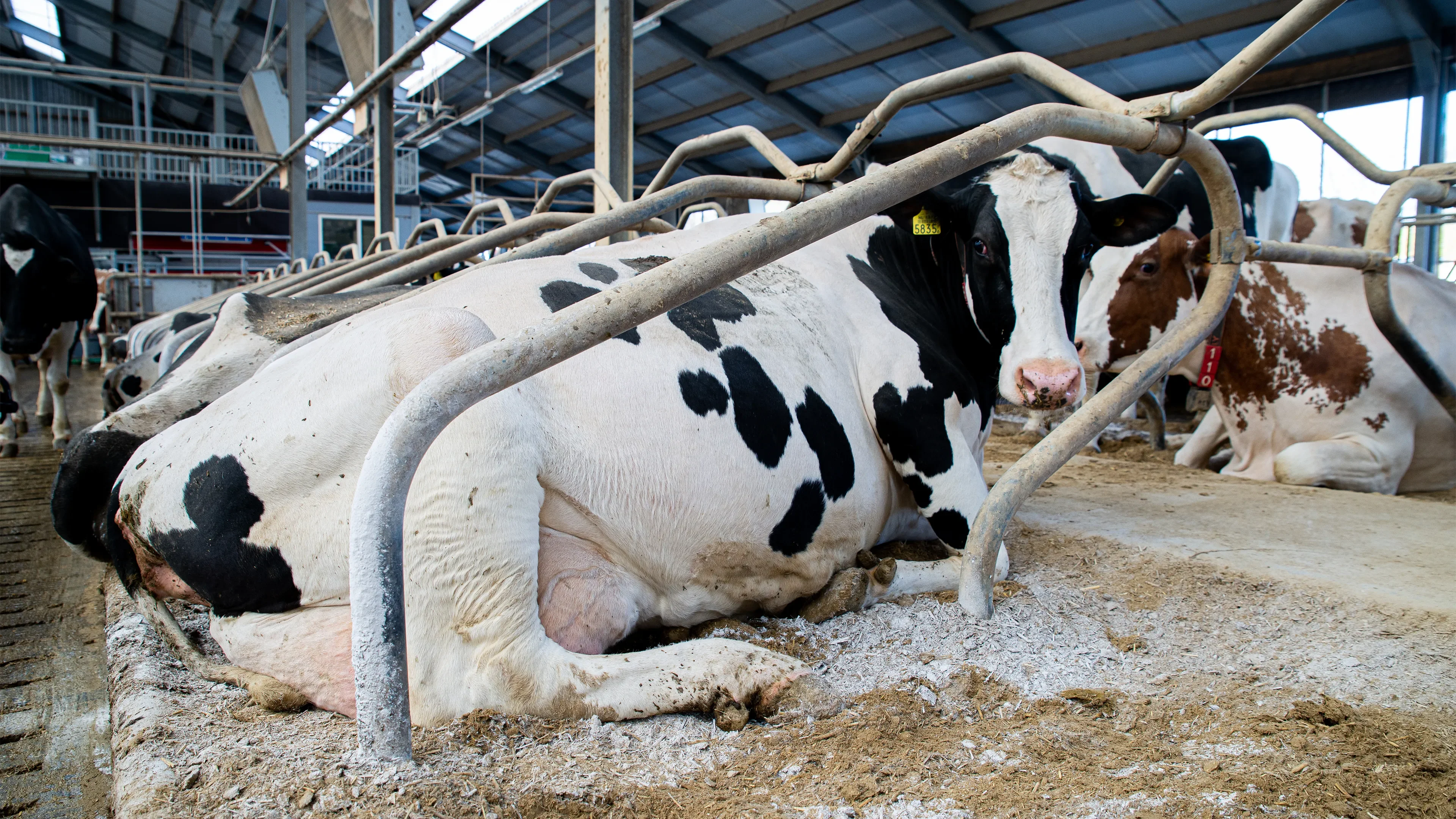 Cow looking right into the camera with yellow eartag and also laying in hygiene powder