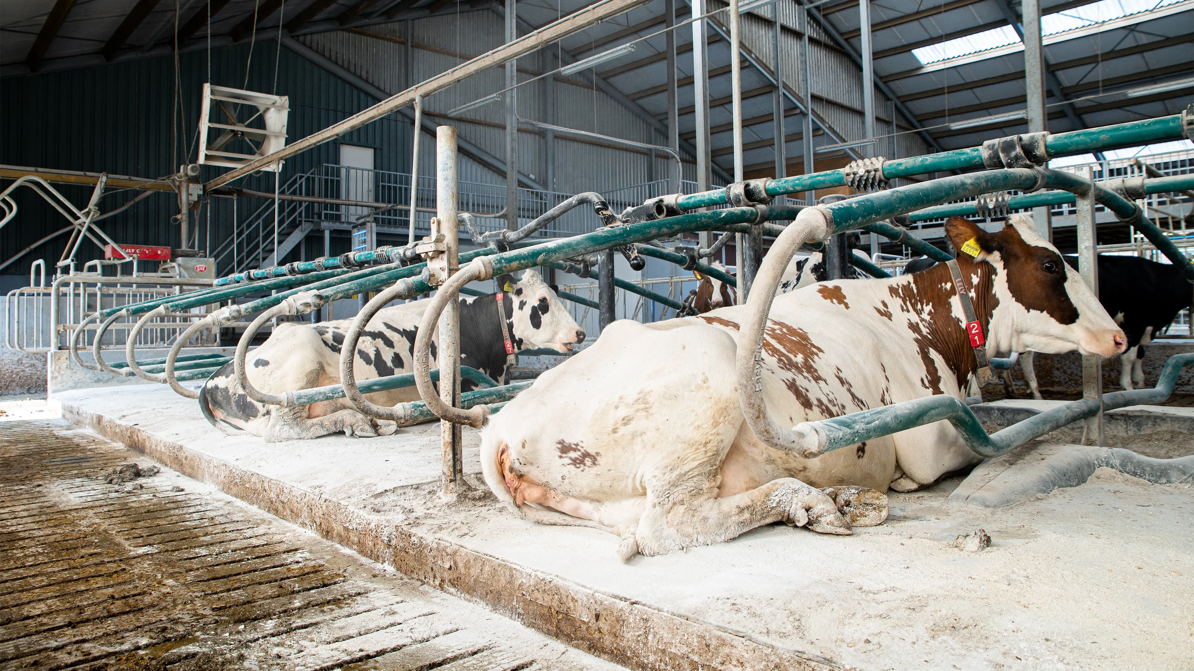 Multiple cows laying in hygiene powder wearing eartags and neck band
