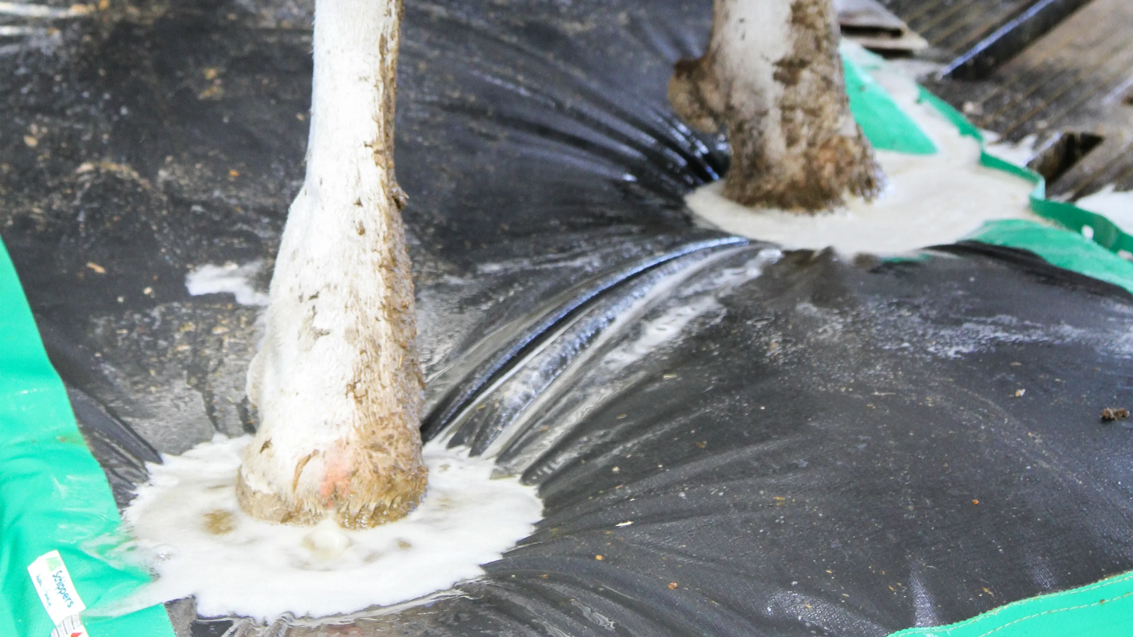 Only the paws of a cow getting cleaned on a mat.
