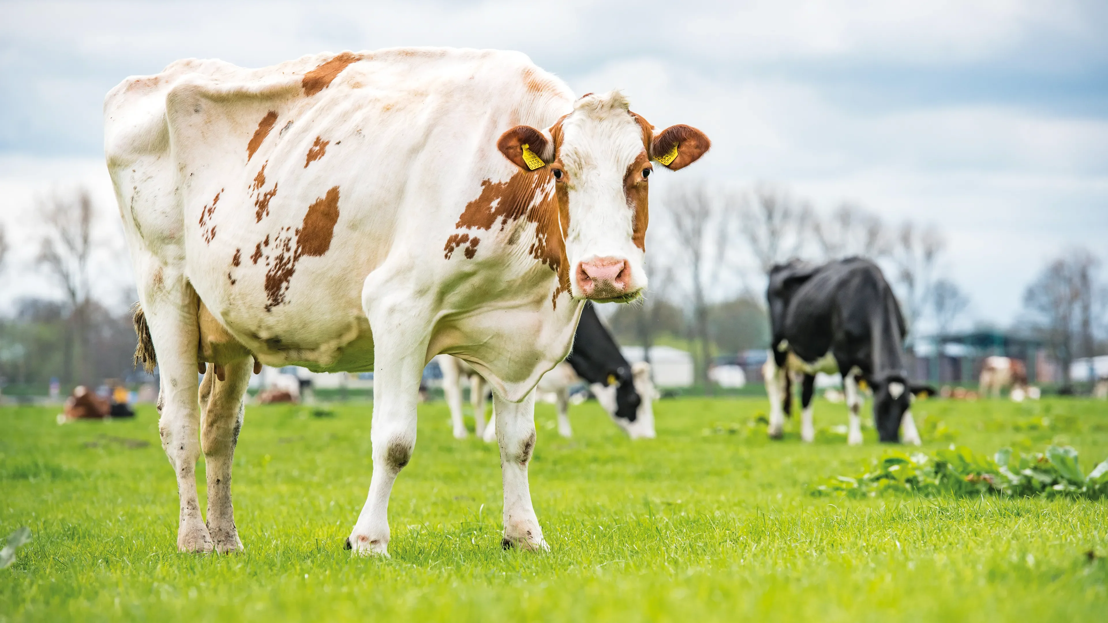 Multiple cows standing in a field some eating grass but the big one in front got two yellow eartags
