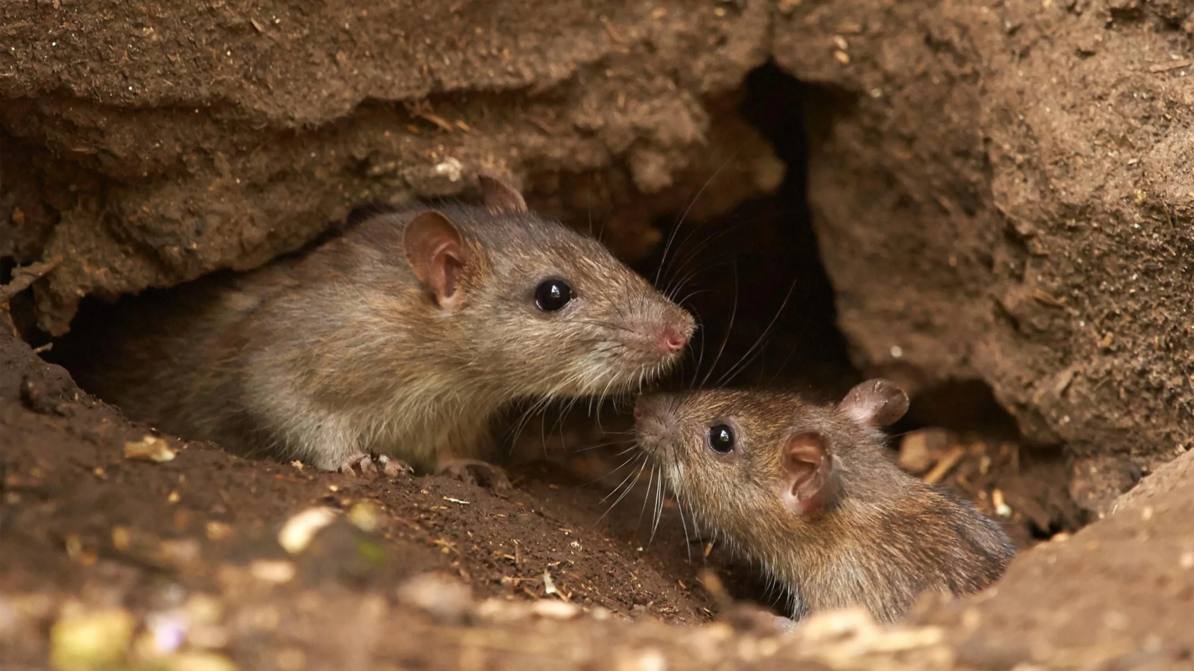 Two rats underground
