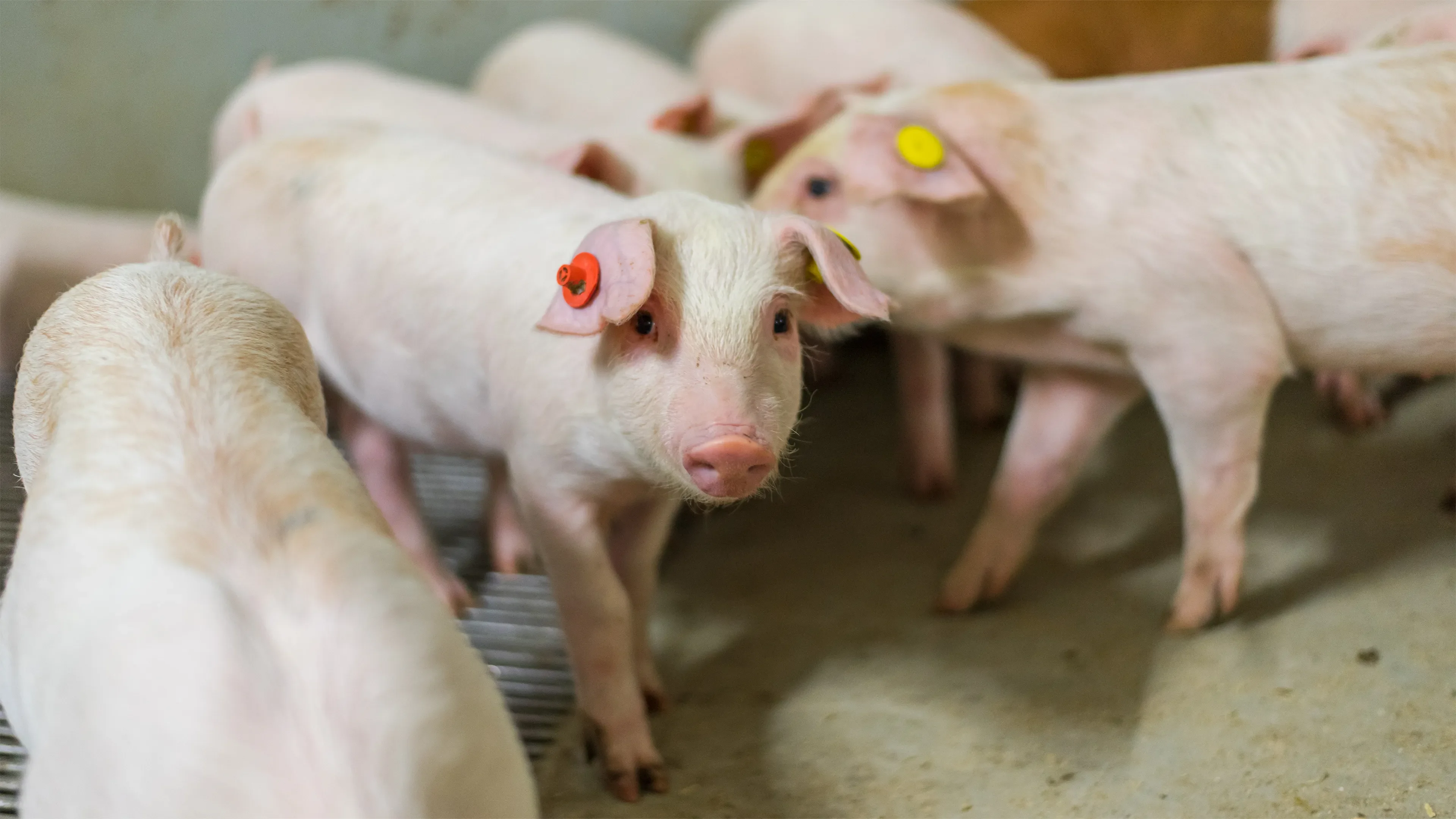 Many pigs with red and yellow eartags.