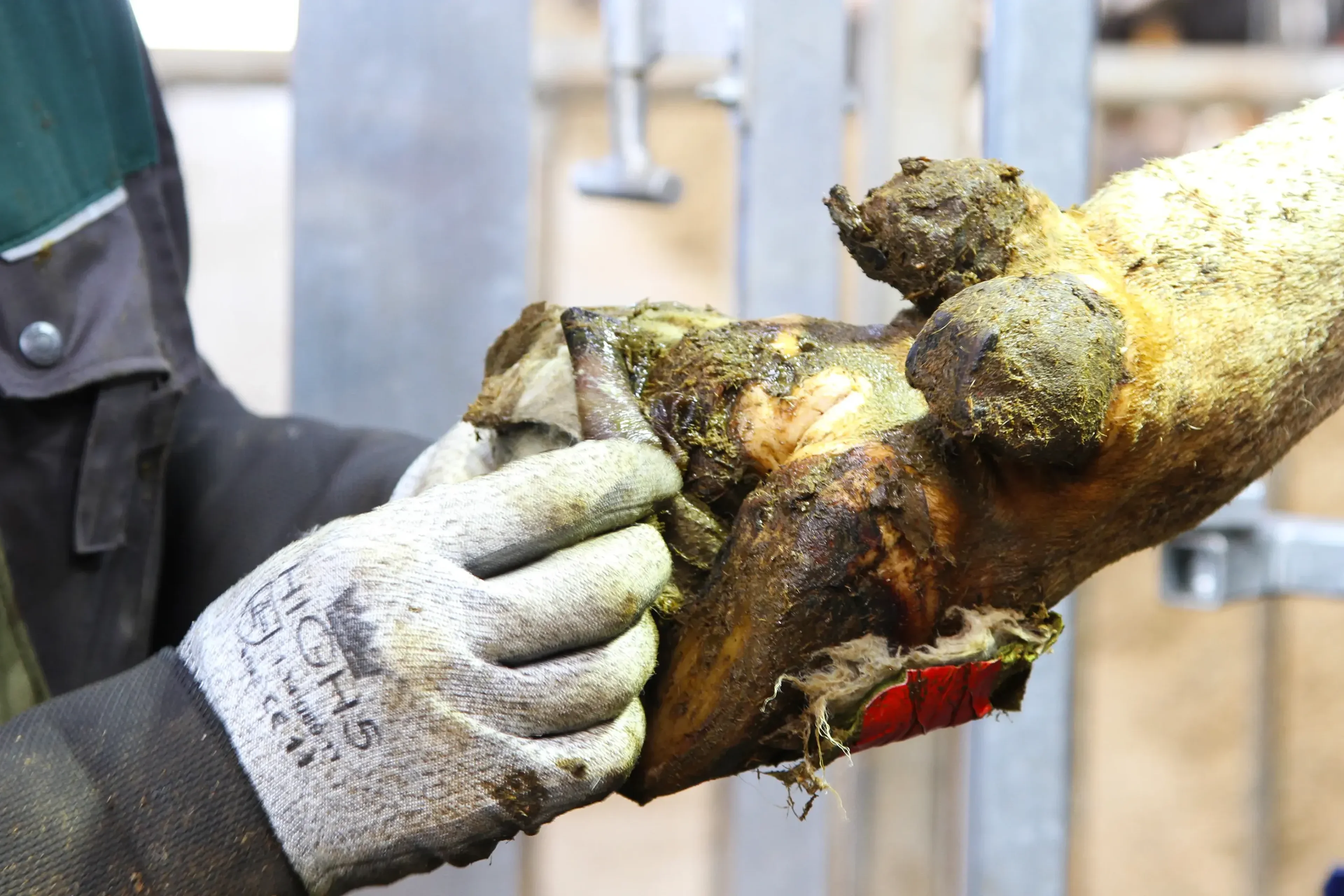 Man cleaning a cows hoof with his hand