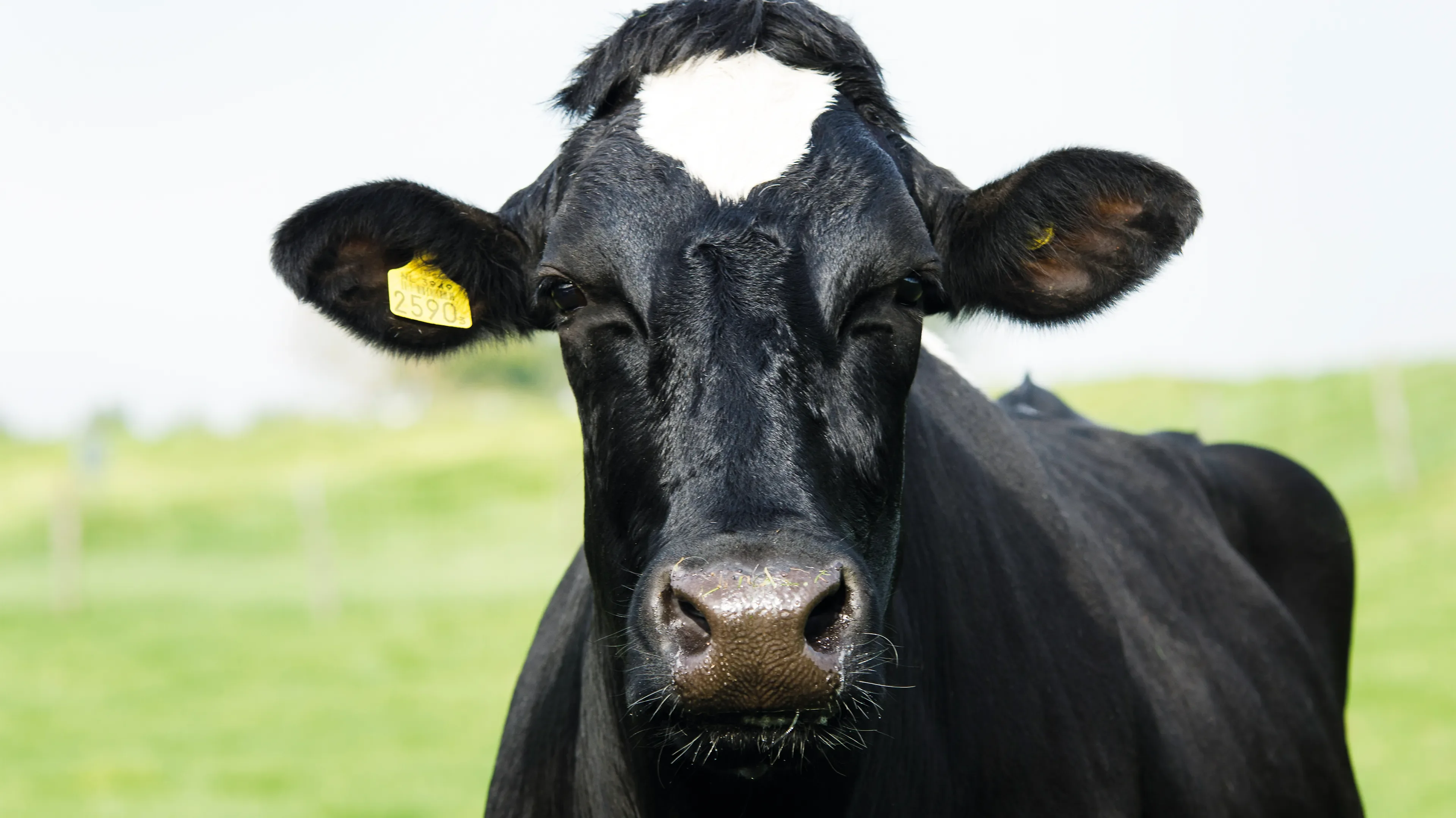 Black cow with white spot on his face looks very seriously into the camera with in both ears yellow eartags standing in a field.