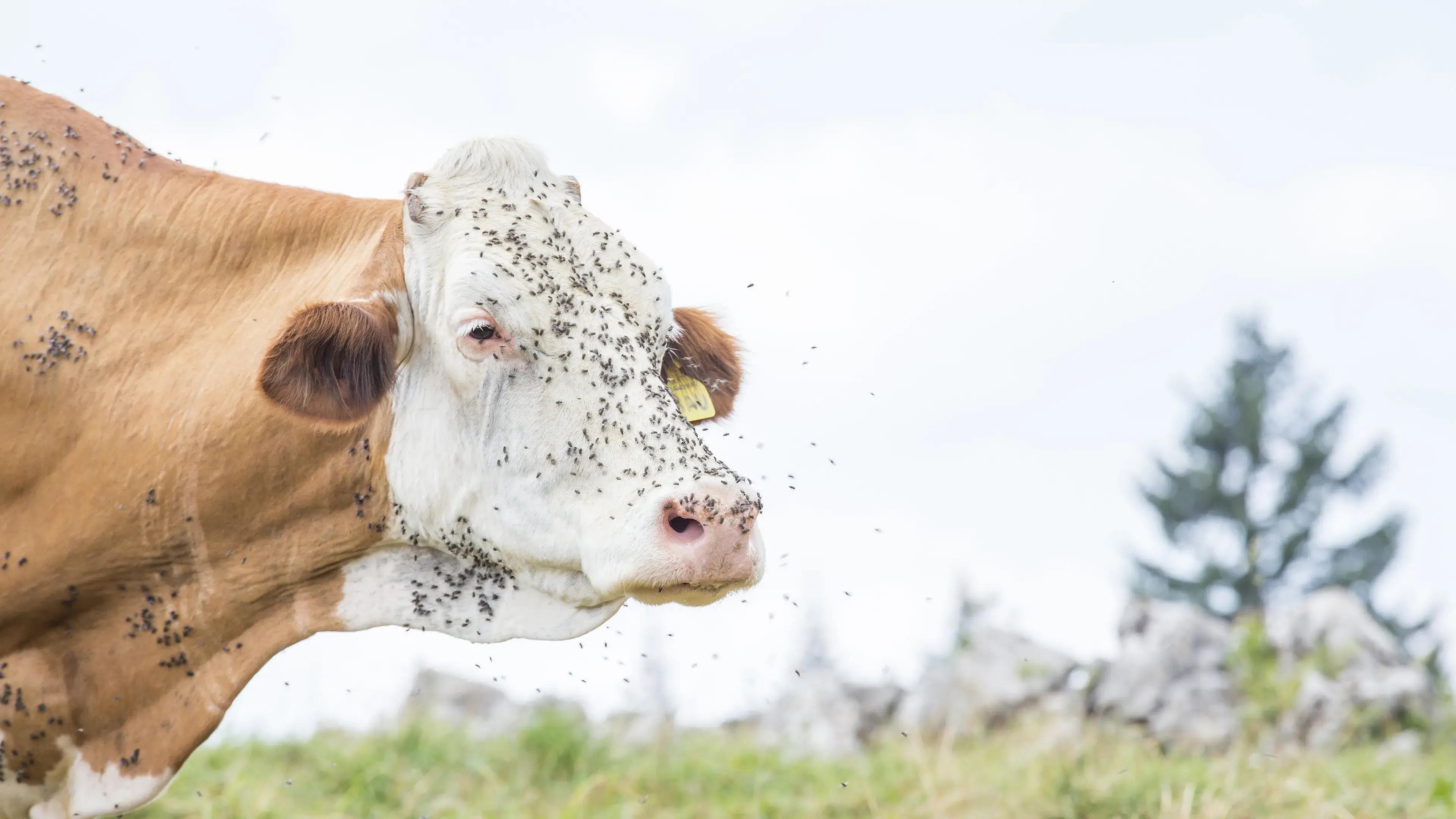 Many flies over a cow - outside - cattle