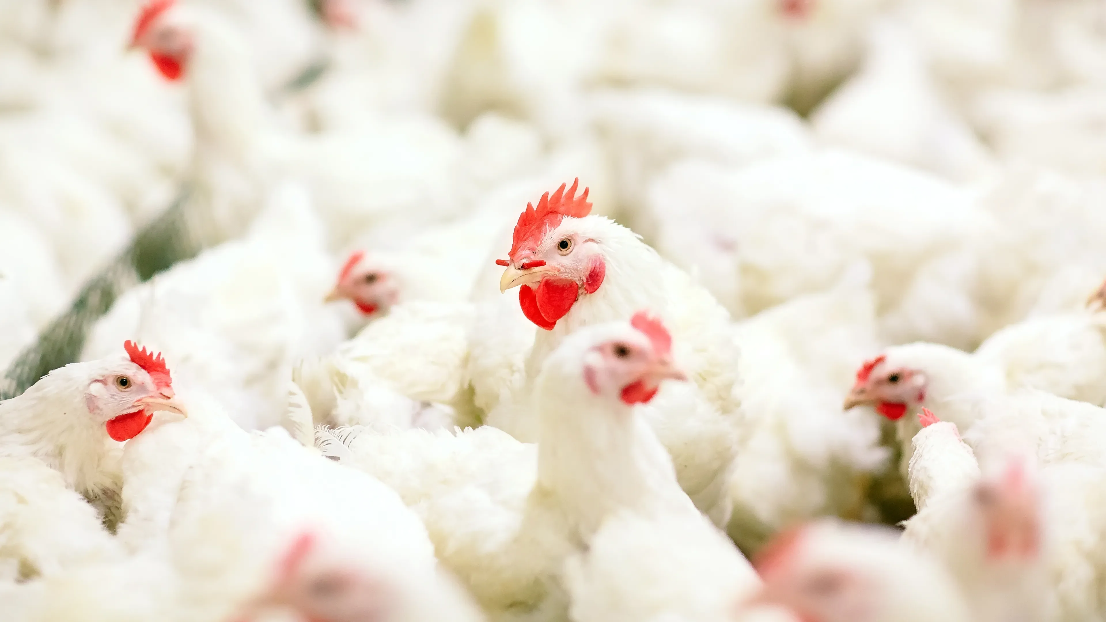 Many chickens