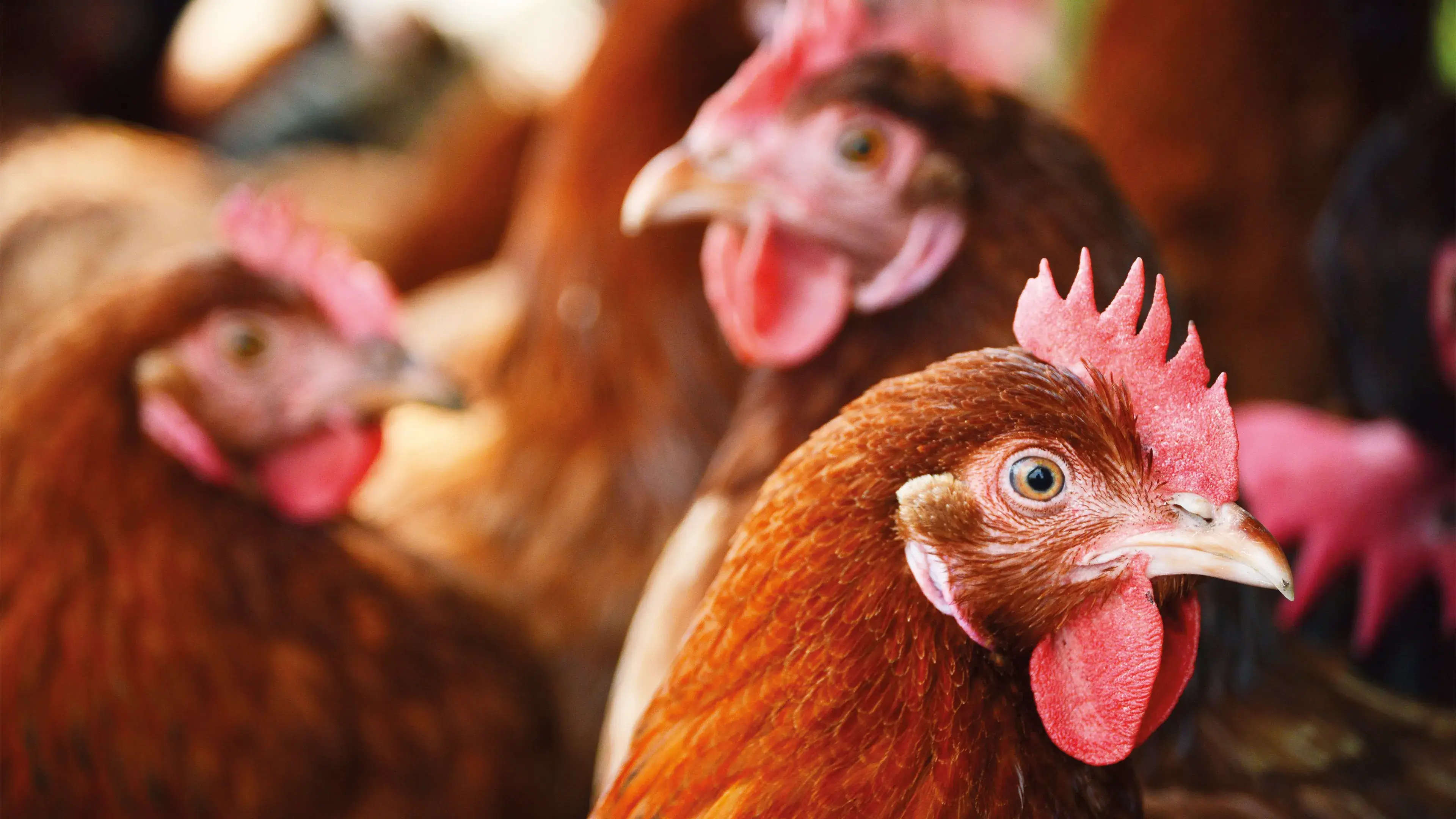 Different chickens - clouse up on heads