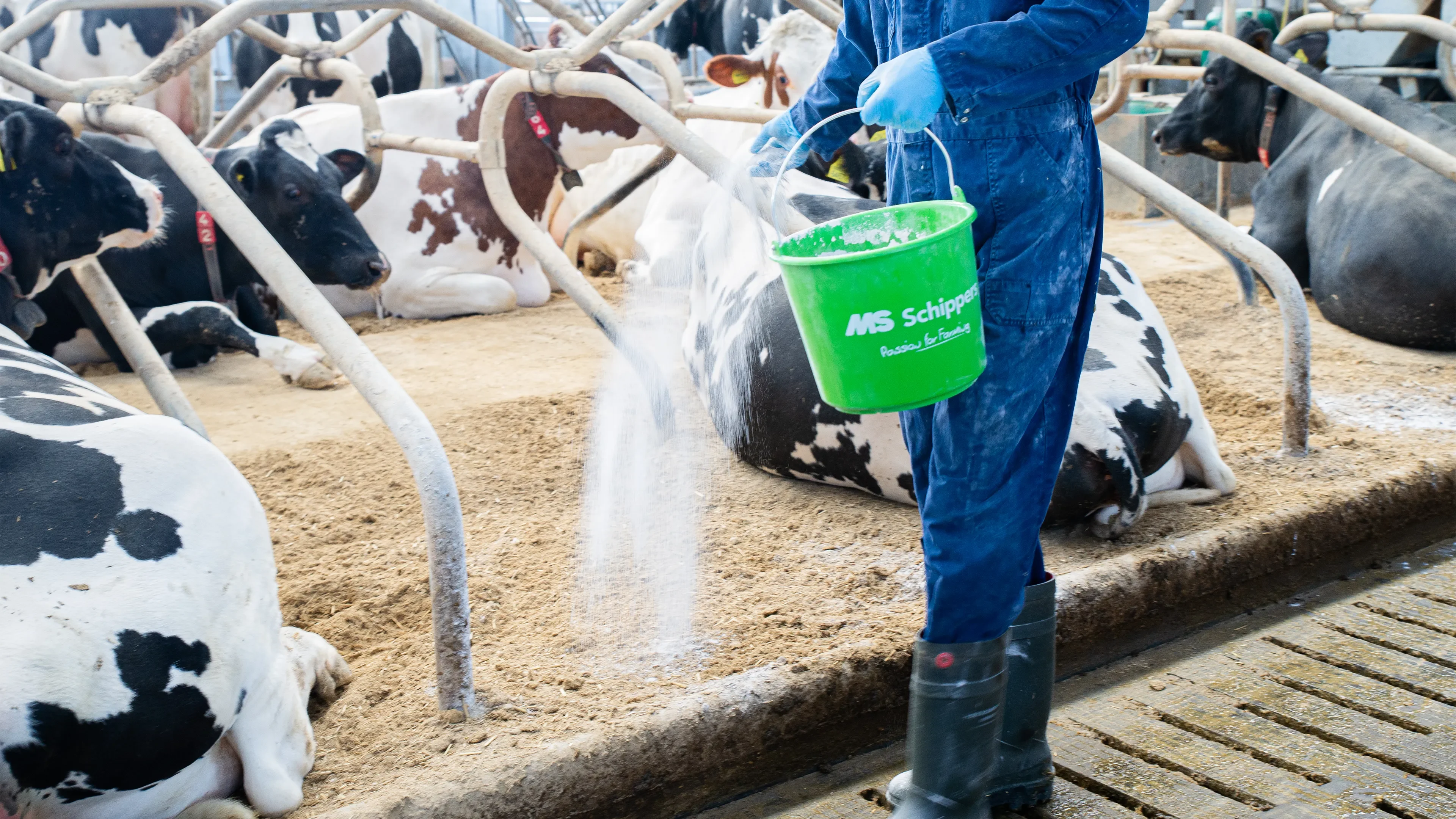 Man throwing hygiene powder taken from green MS Schippers bucket while theres cows in the background wearing ID neckbands