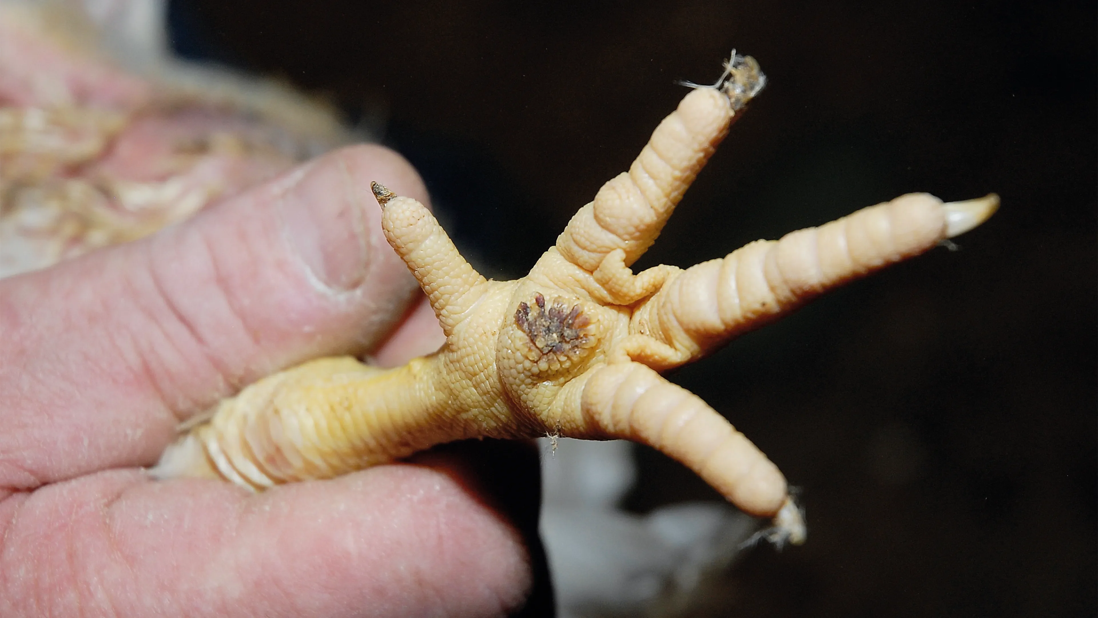 Footpad Dermatitis Poultry feet leg chicken