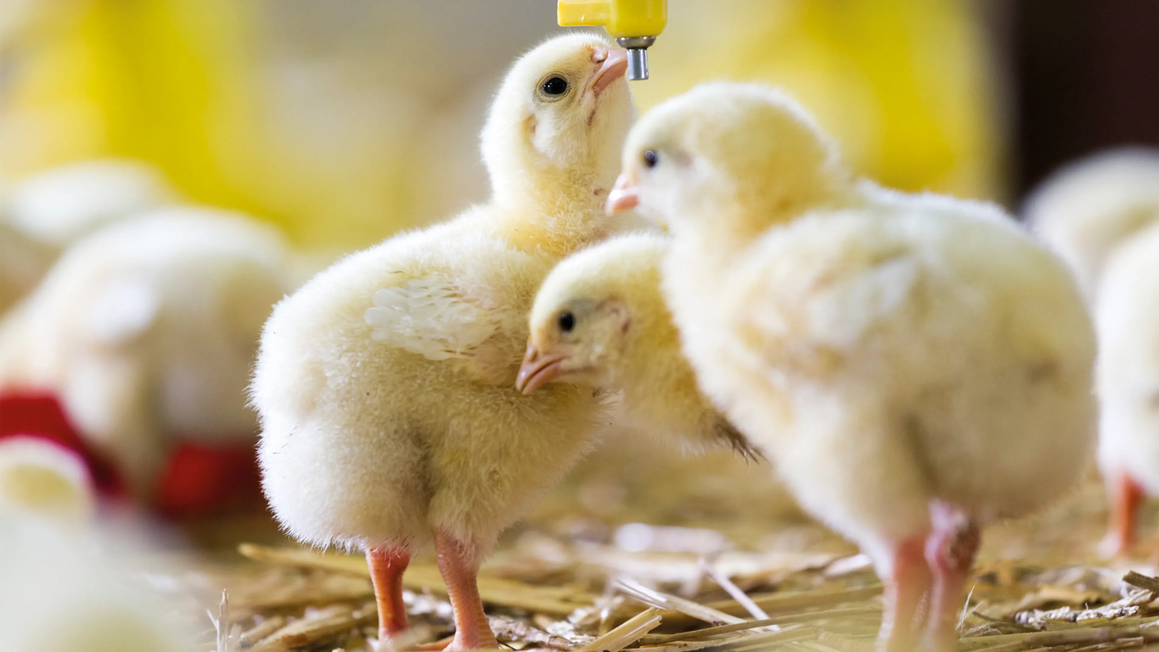 3 chicks drinking from a trough