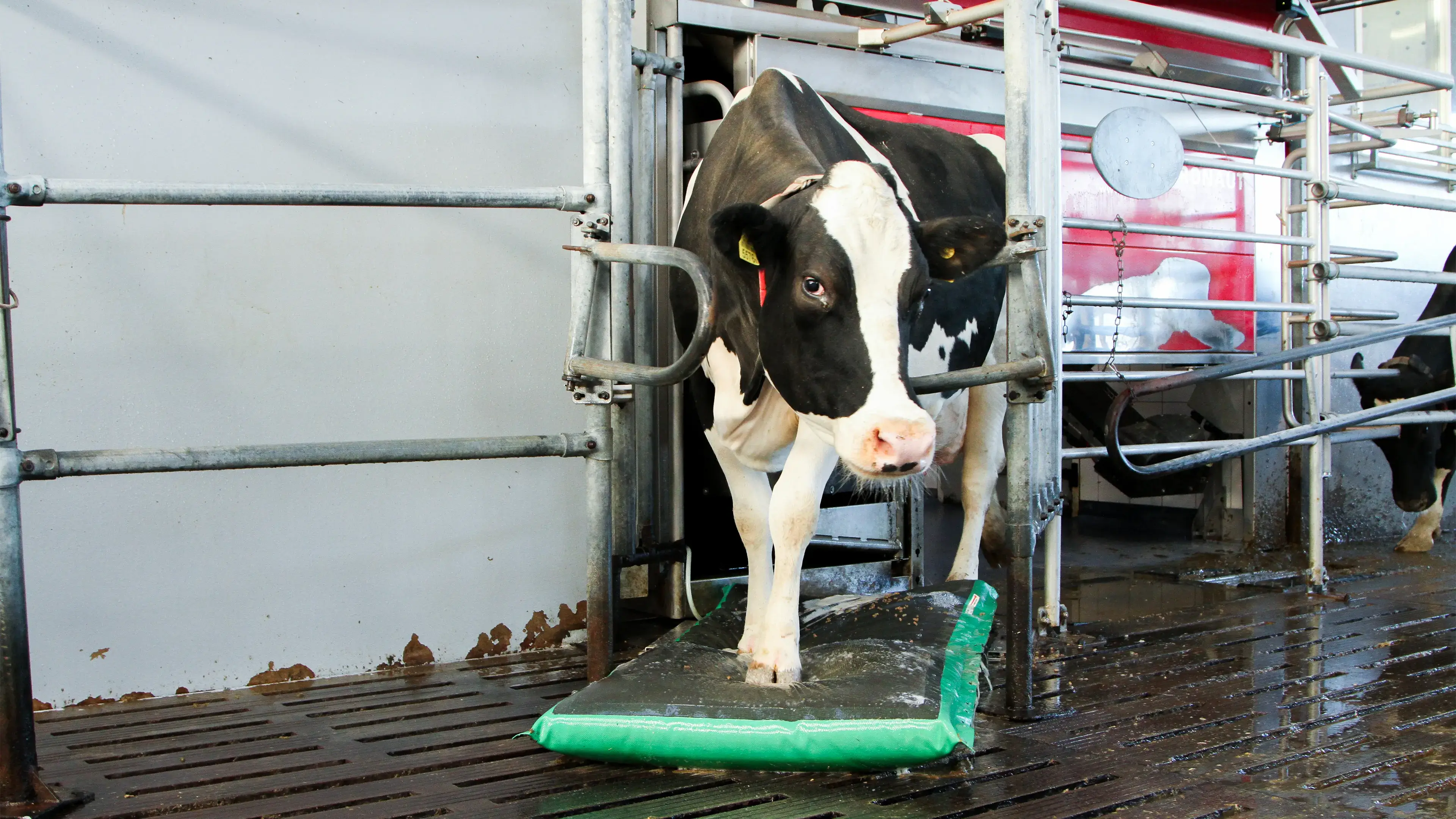 Cow watching the camera while cleaning his hoofs on a mat