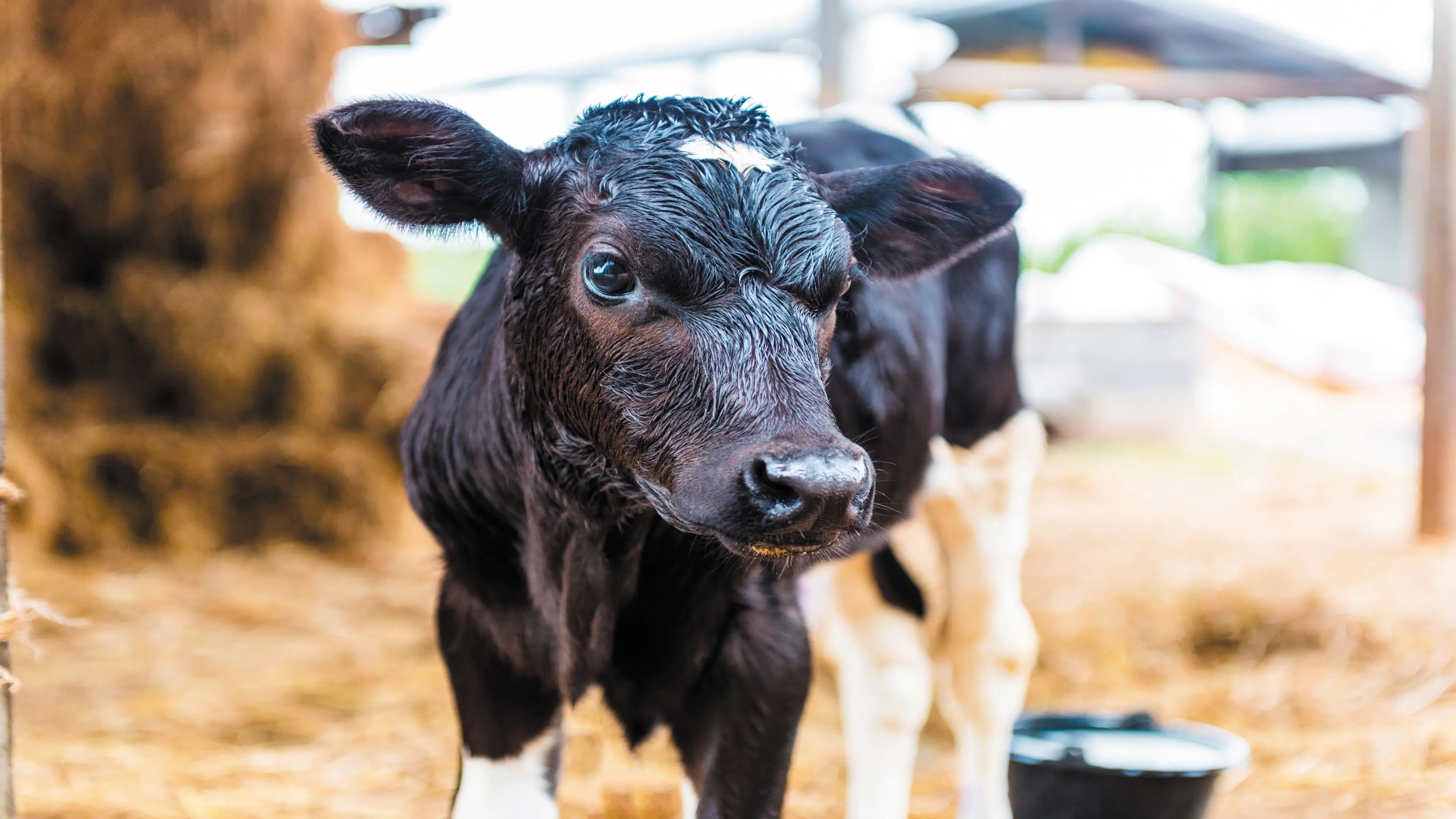 Apoyo a la alimentación equilibrada