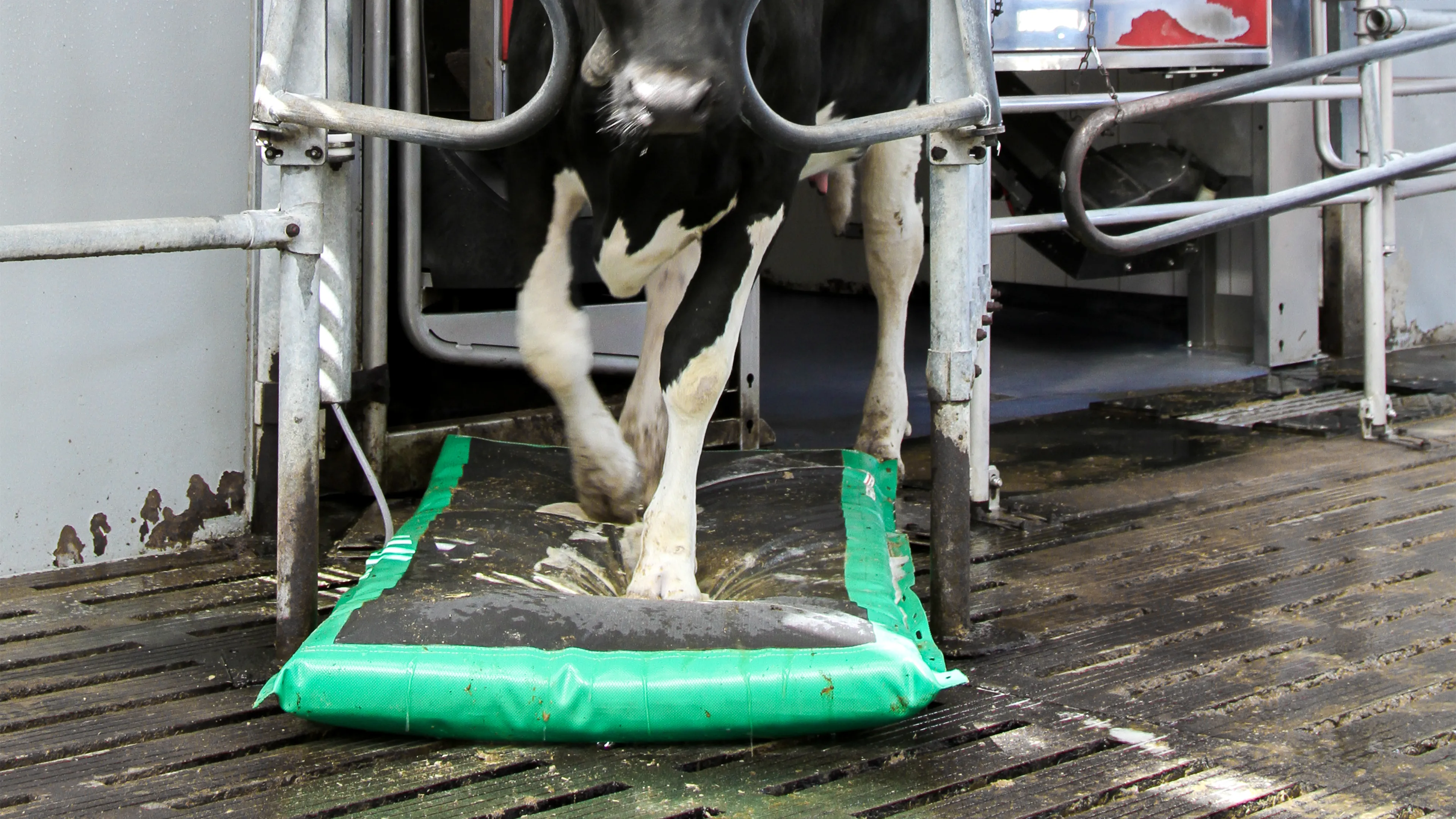 Témoignages et résultats - MS AutoHoofClean