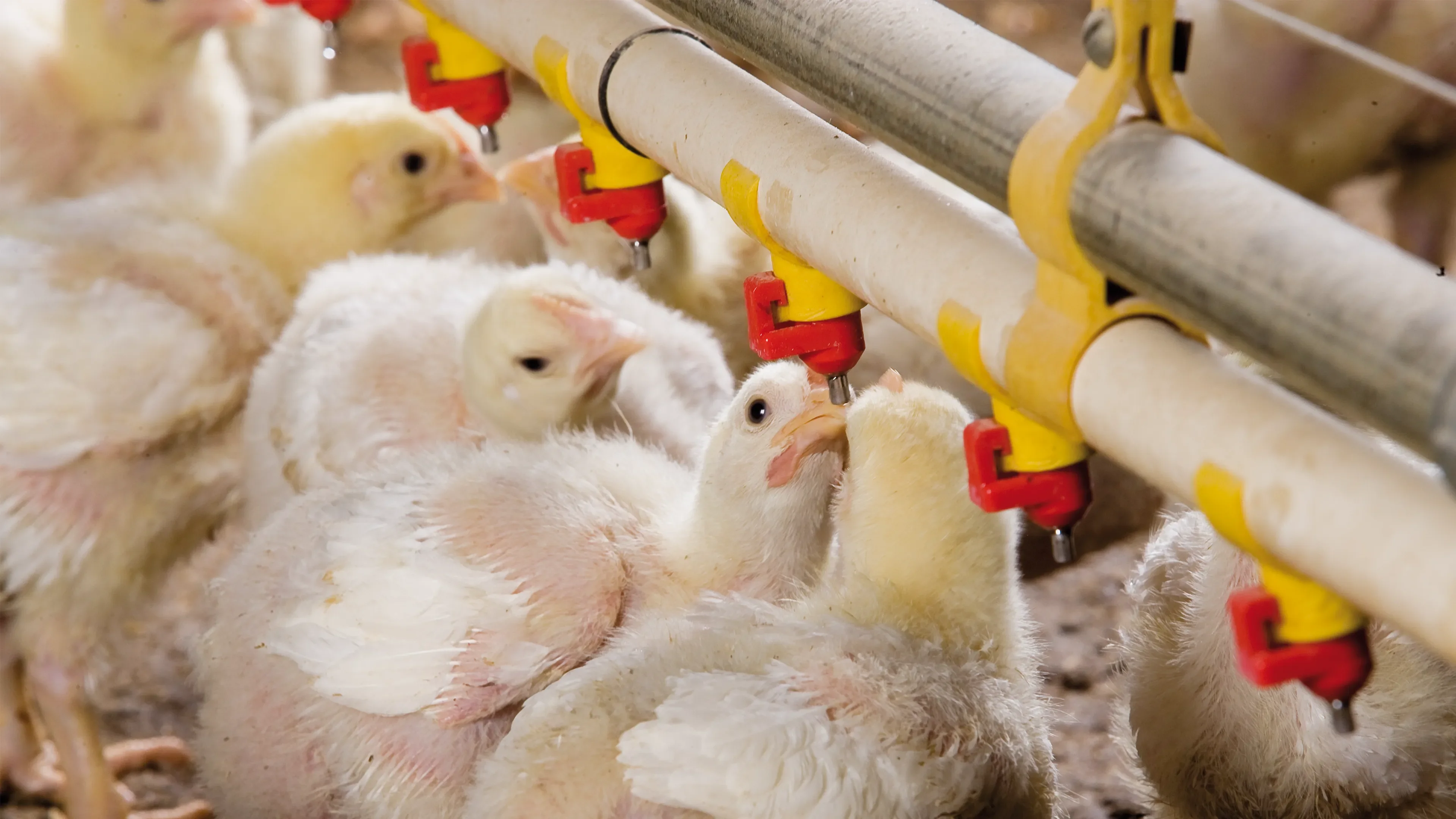 Chickens drinking from troughs