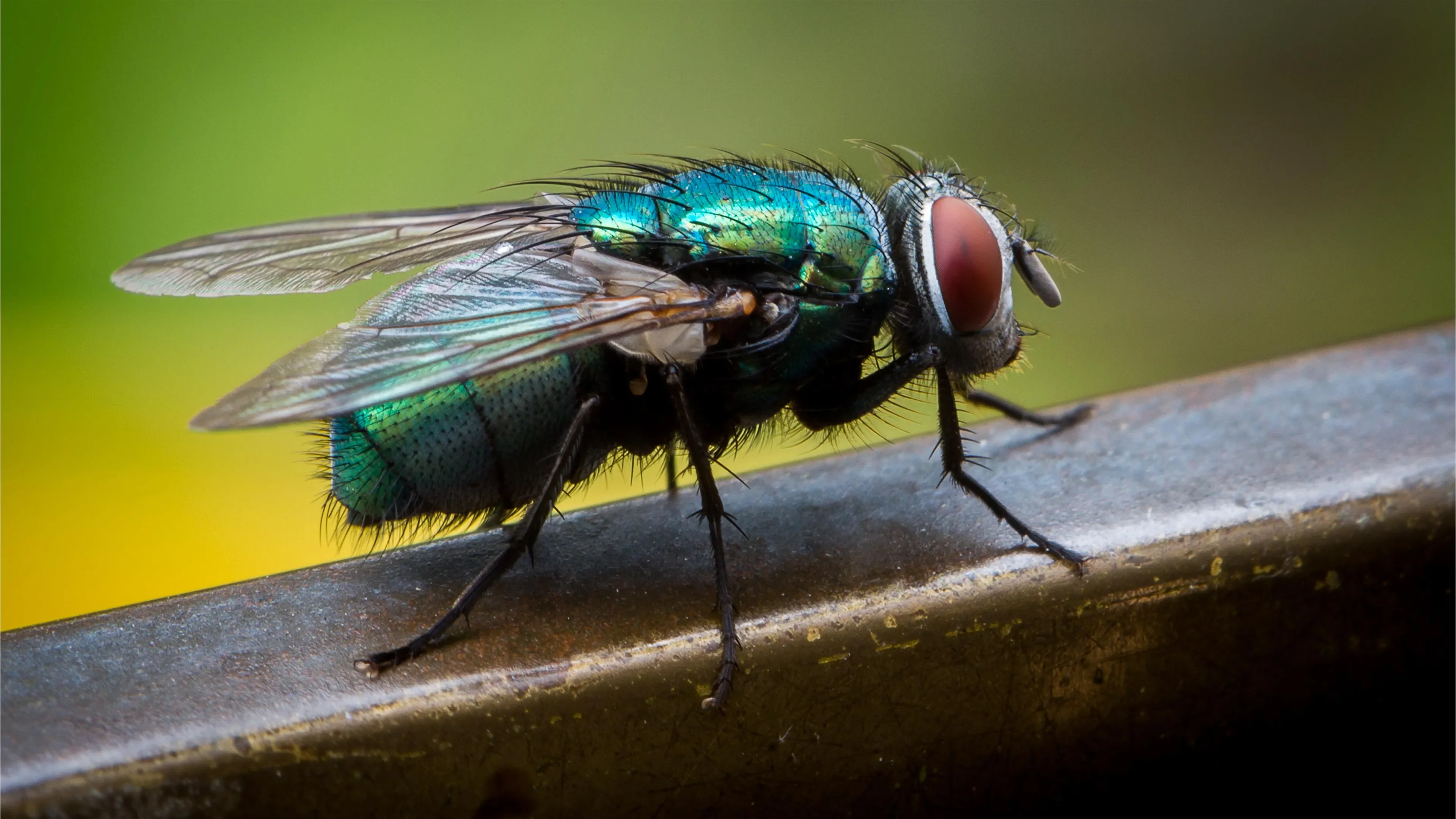 Fly magnified