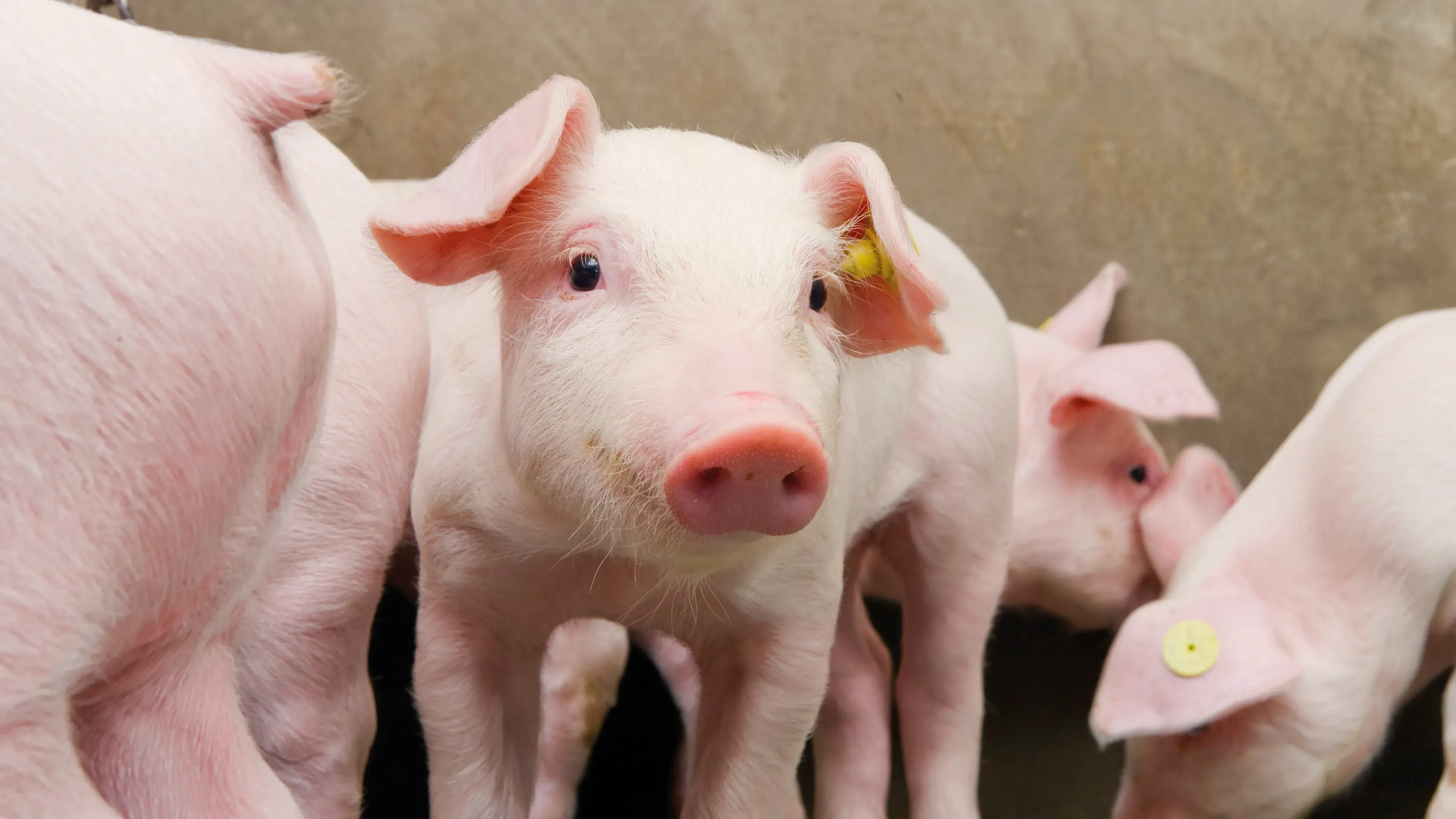 Multiple pigs with yellow eartags