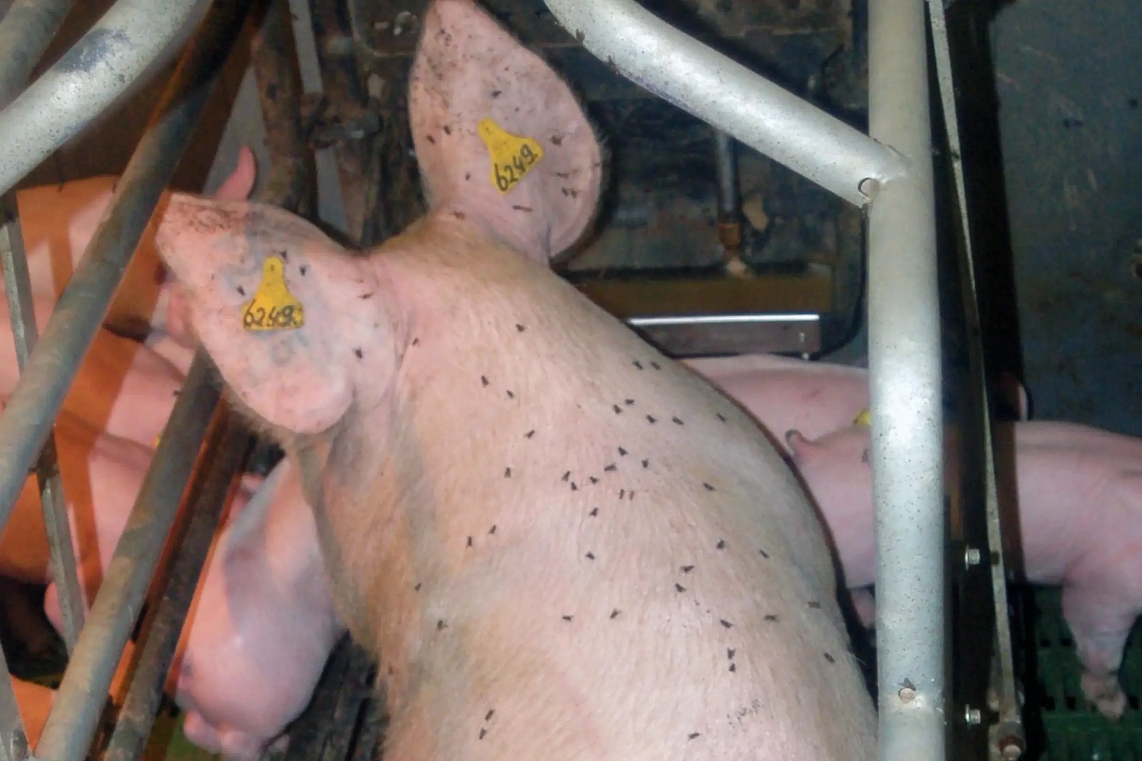 Flies over a pig in a stable